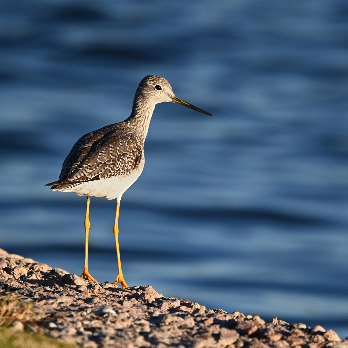 Greater Yellowlegs