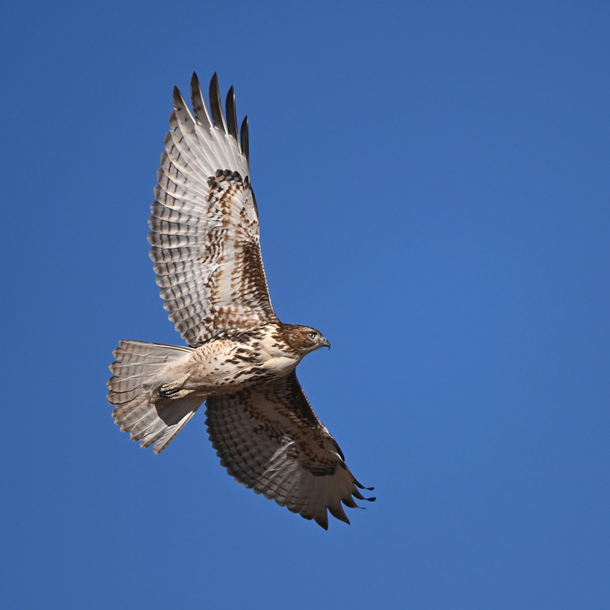 Red-tailed Hawk in flight