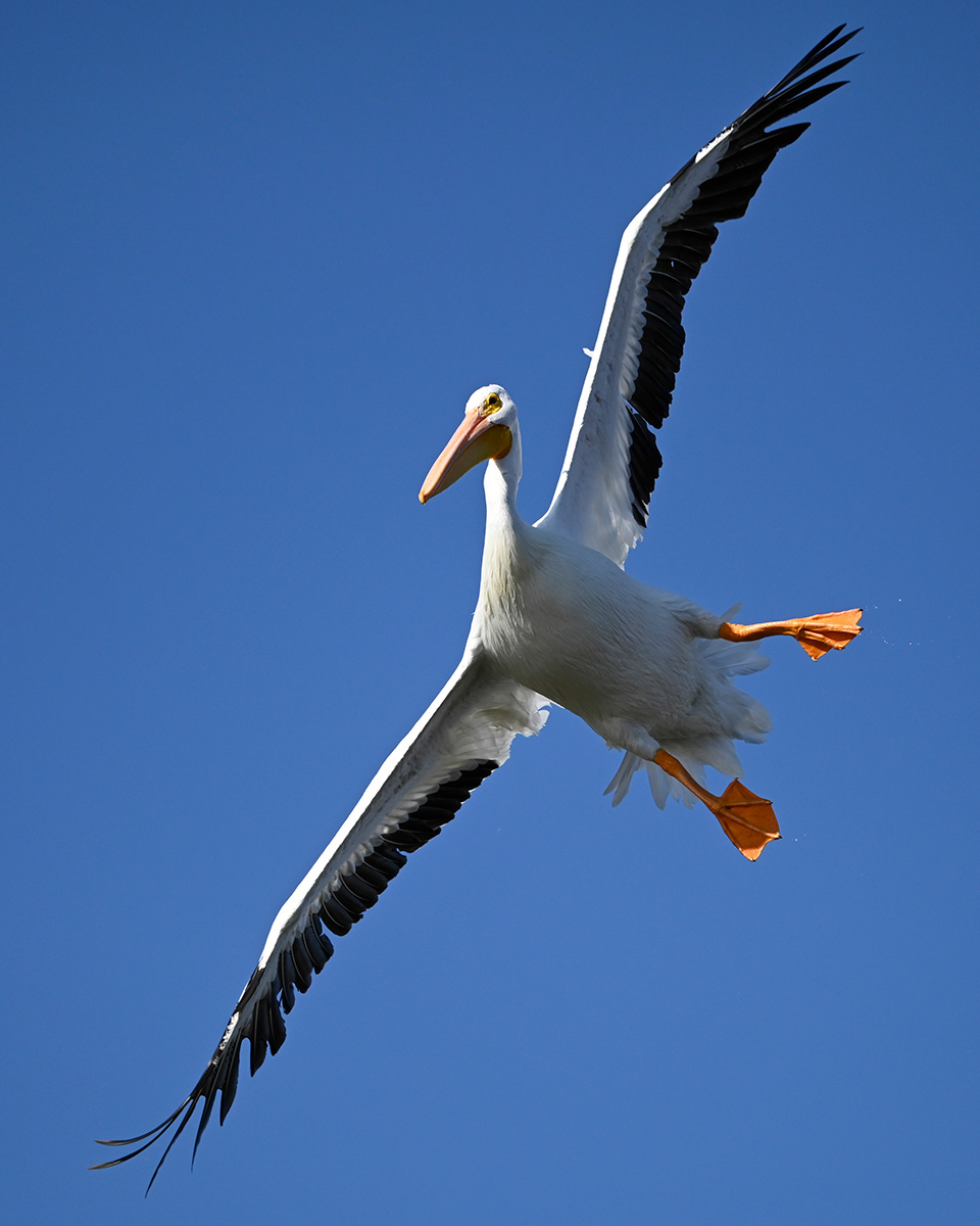 American White Pelican in flight