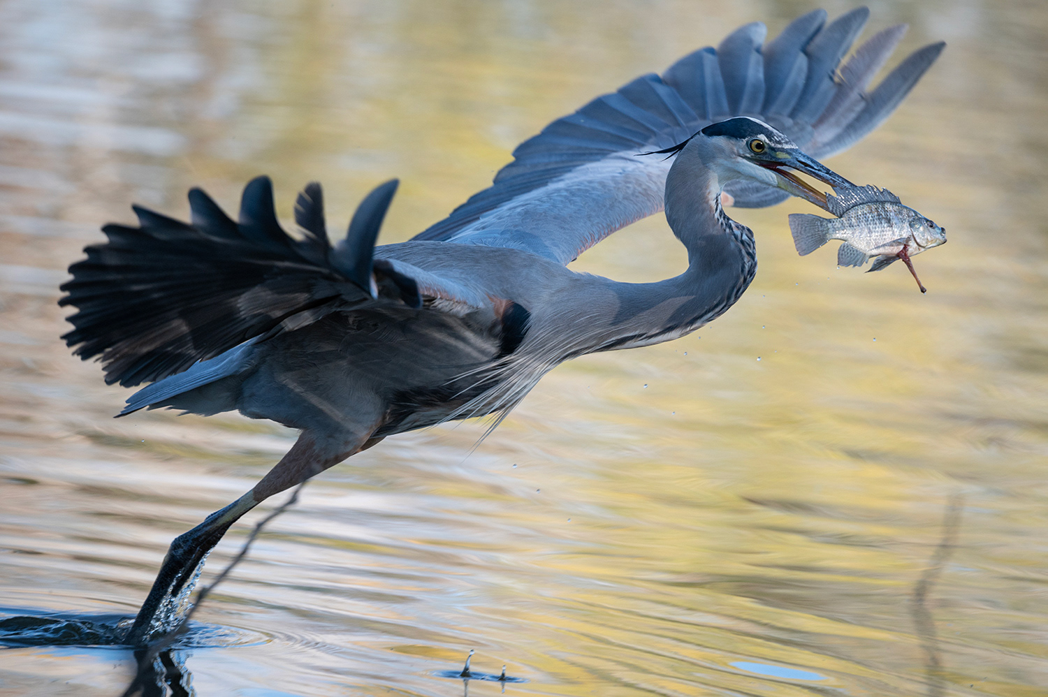 Great Blue Heron with prey
