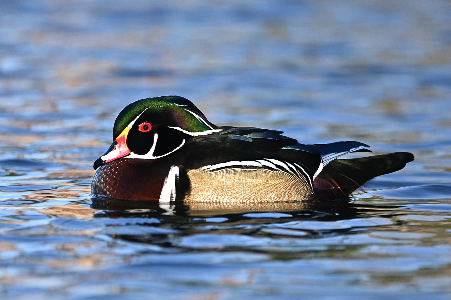 Wood Duck