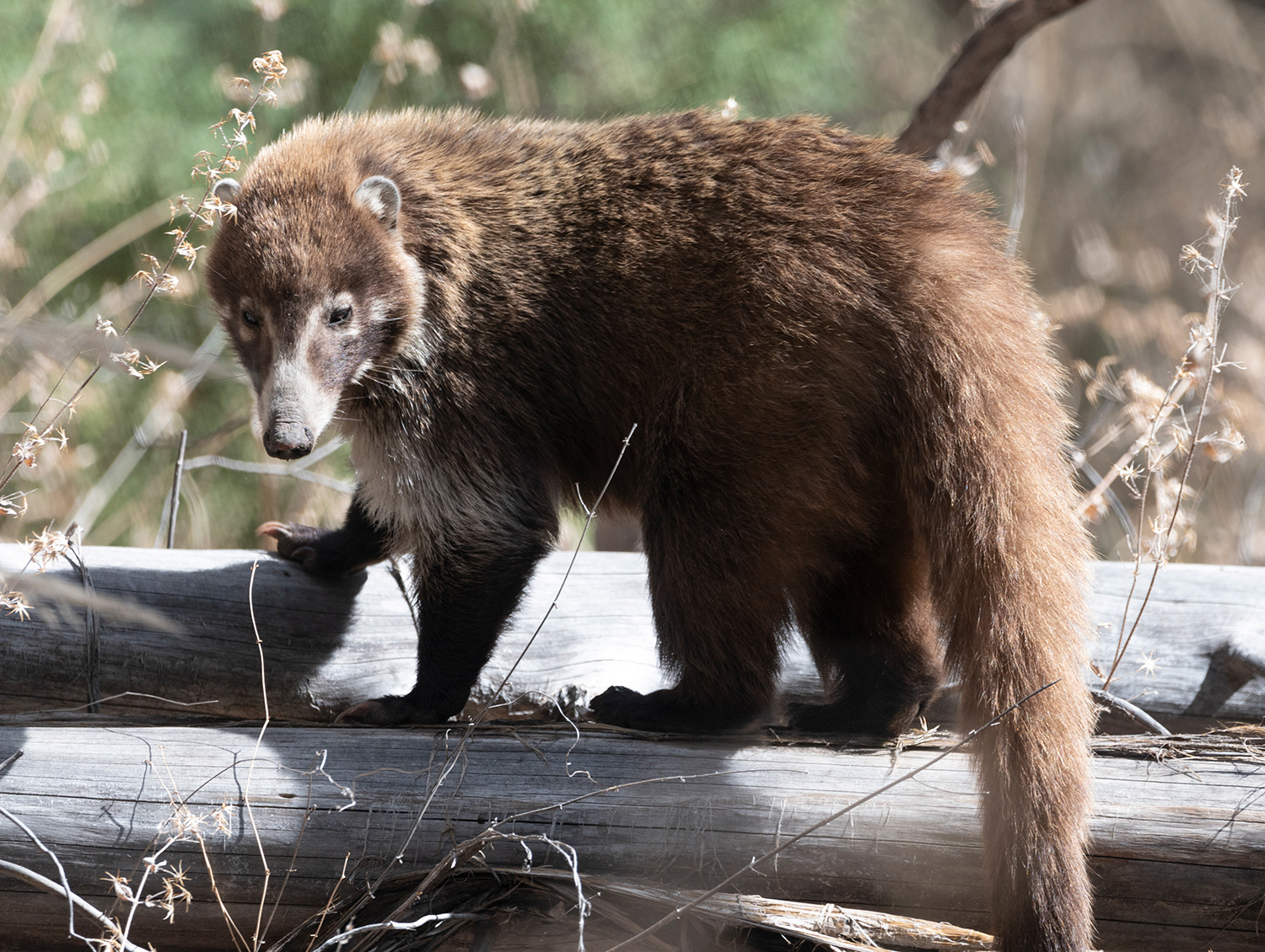 White-nosed Coati (Coatimundi)