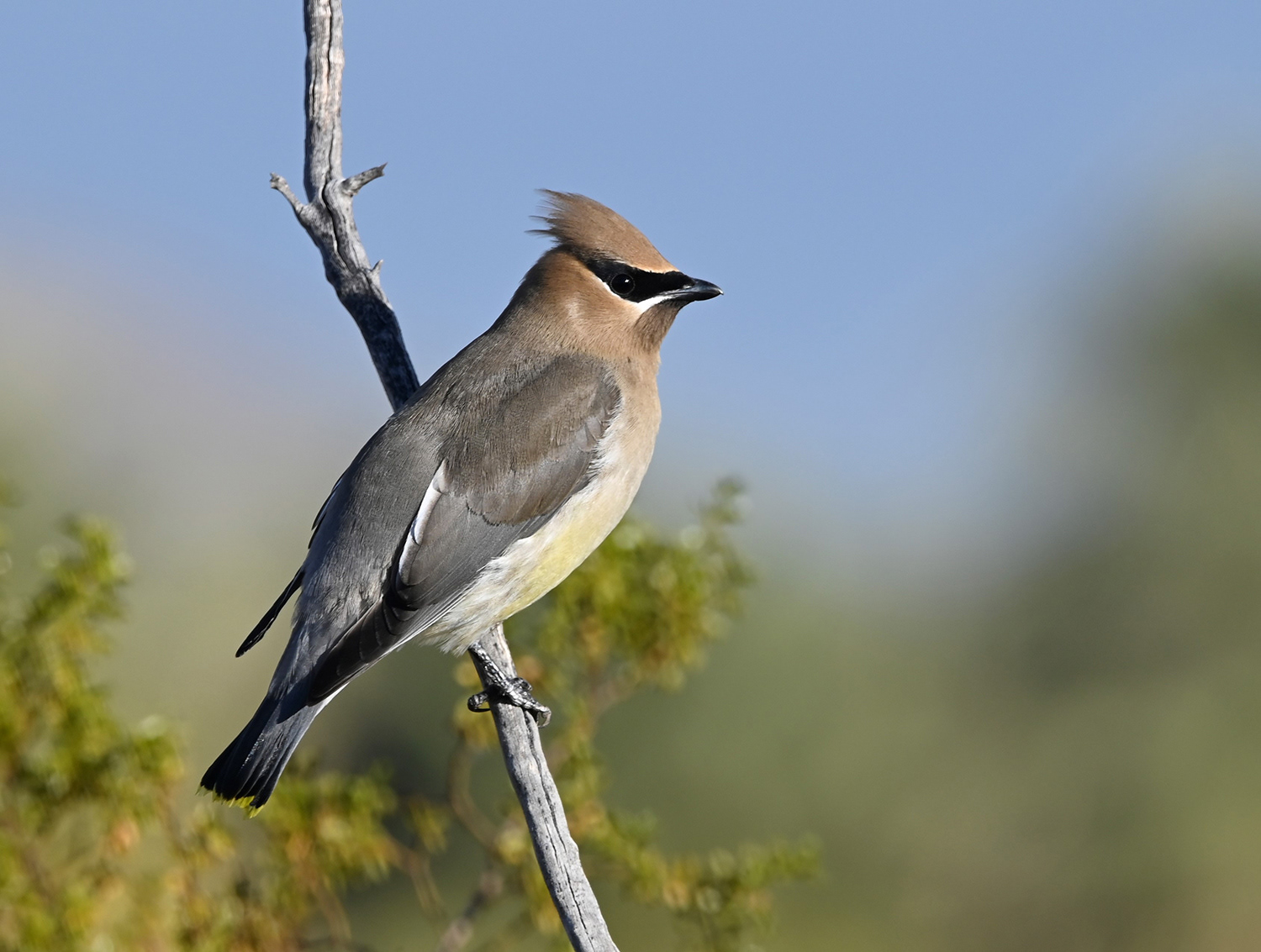 Cedar Waxwing