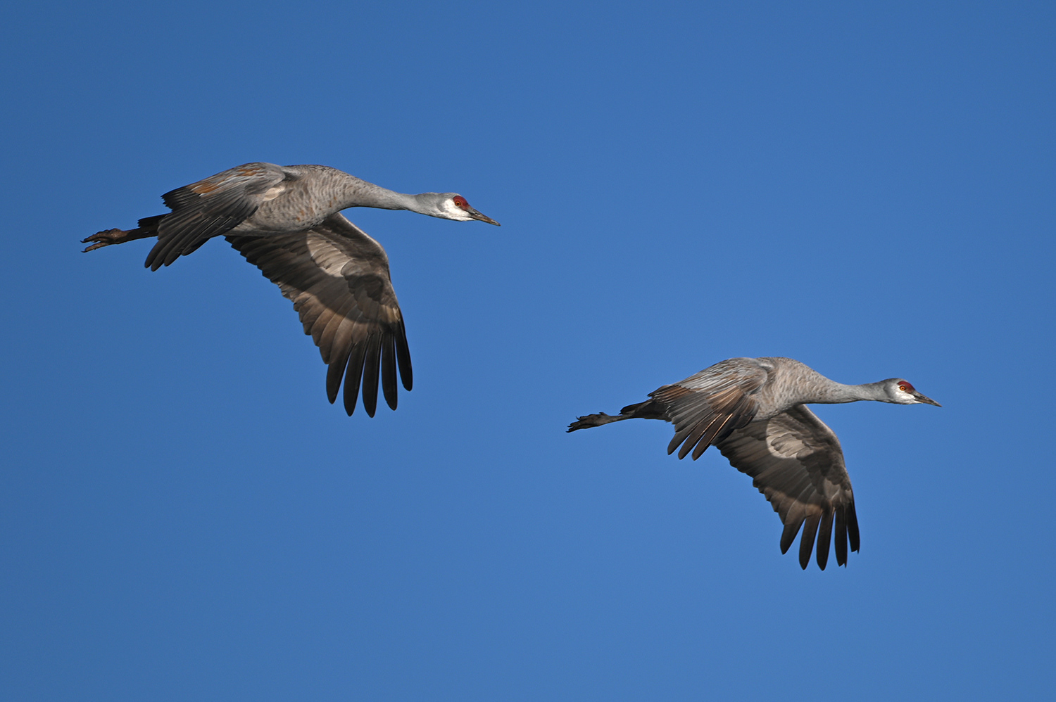 Sandhill Cranes in flight