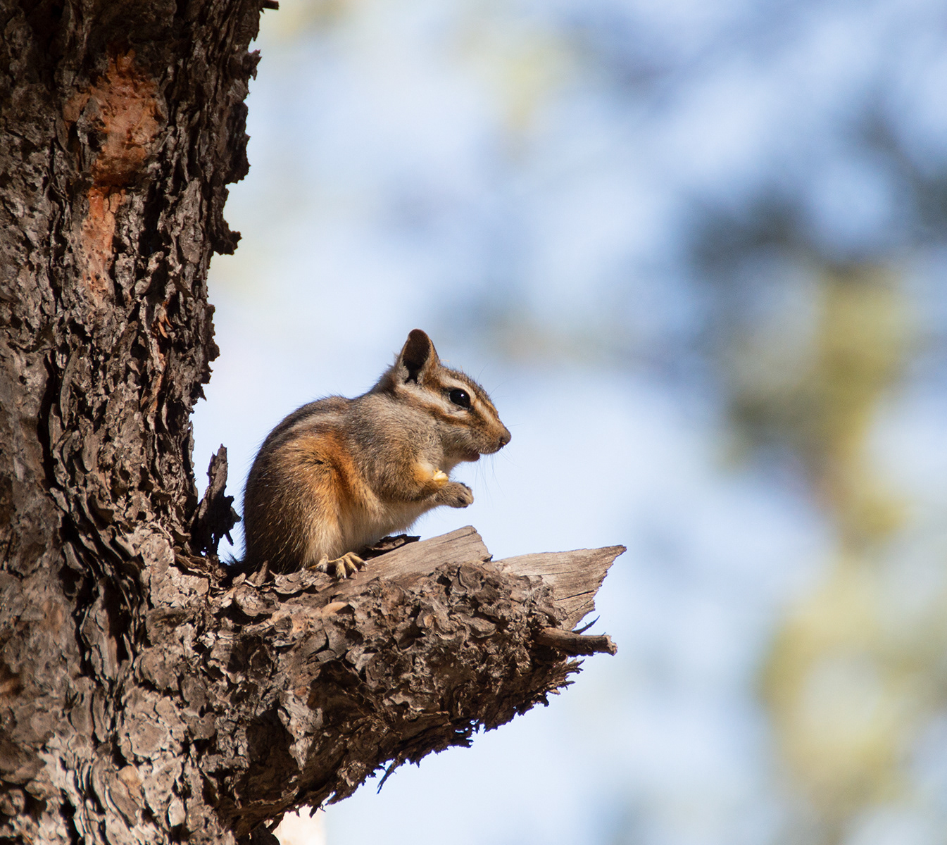 Gray-collared Chipmunk