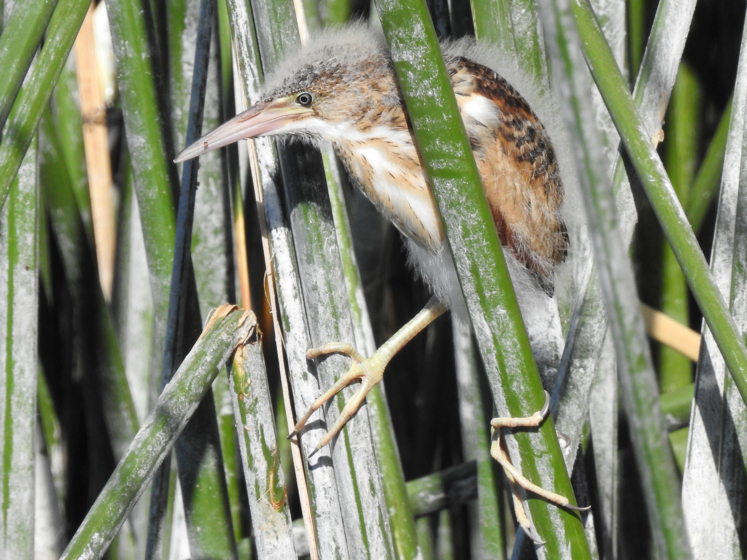 Least Bittern Chick