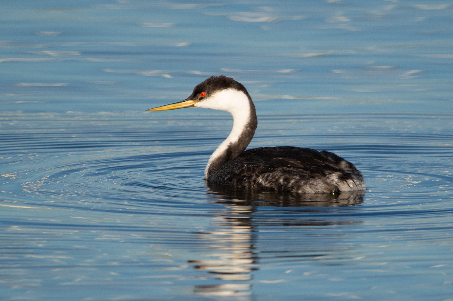 Western Grebe