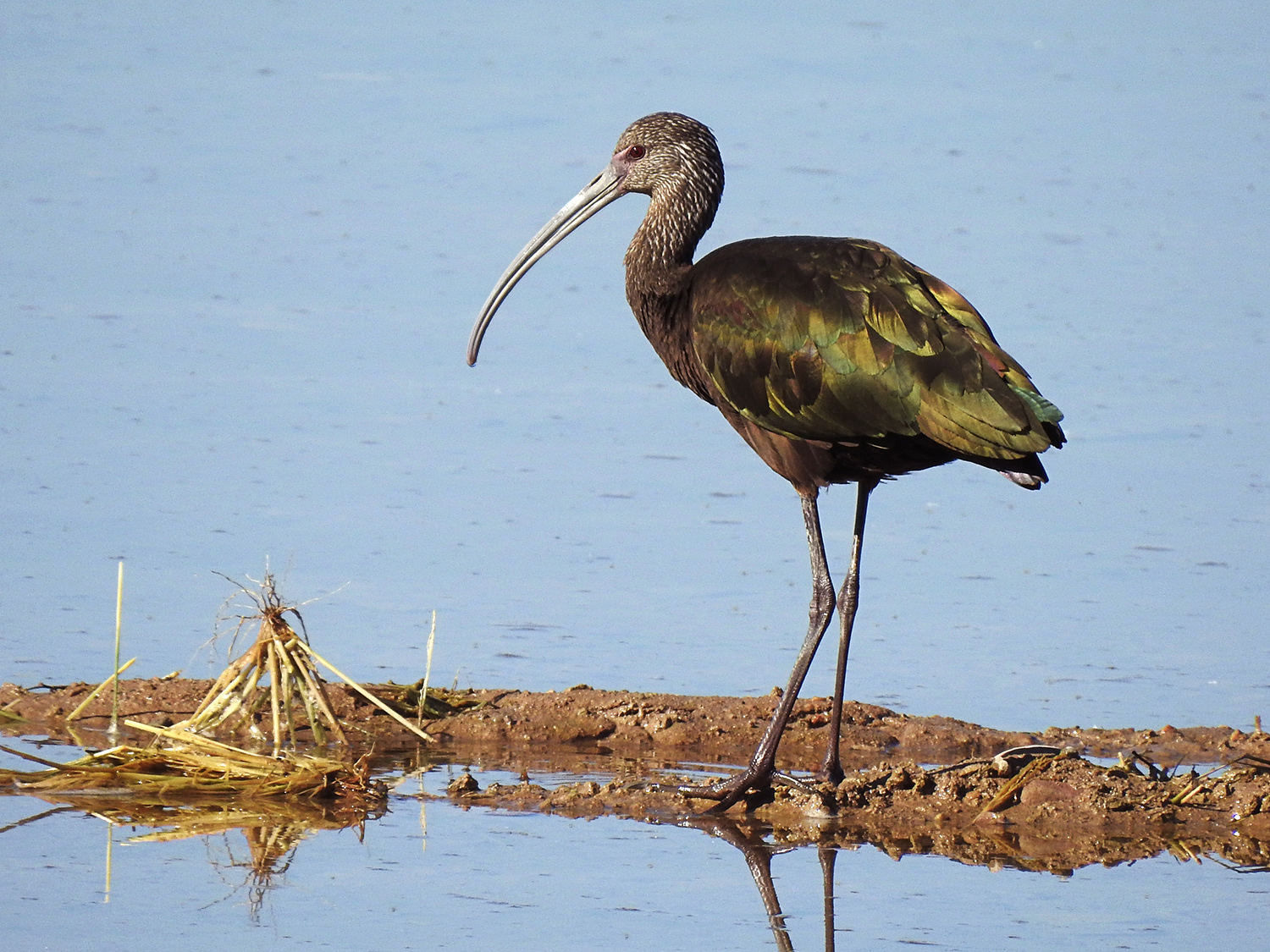 White-faced Ibis