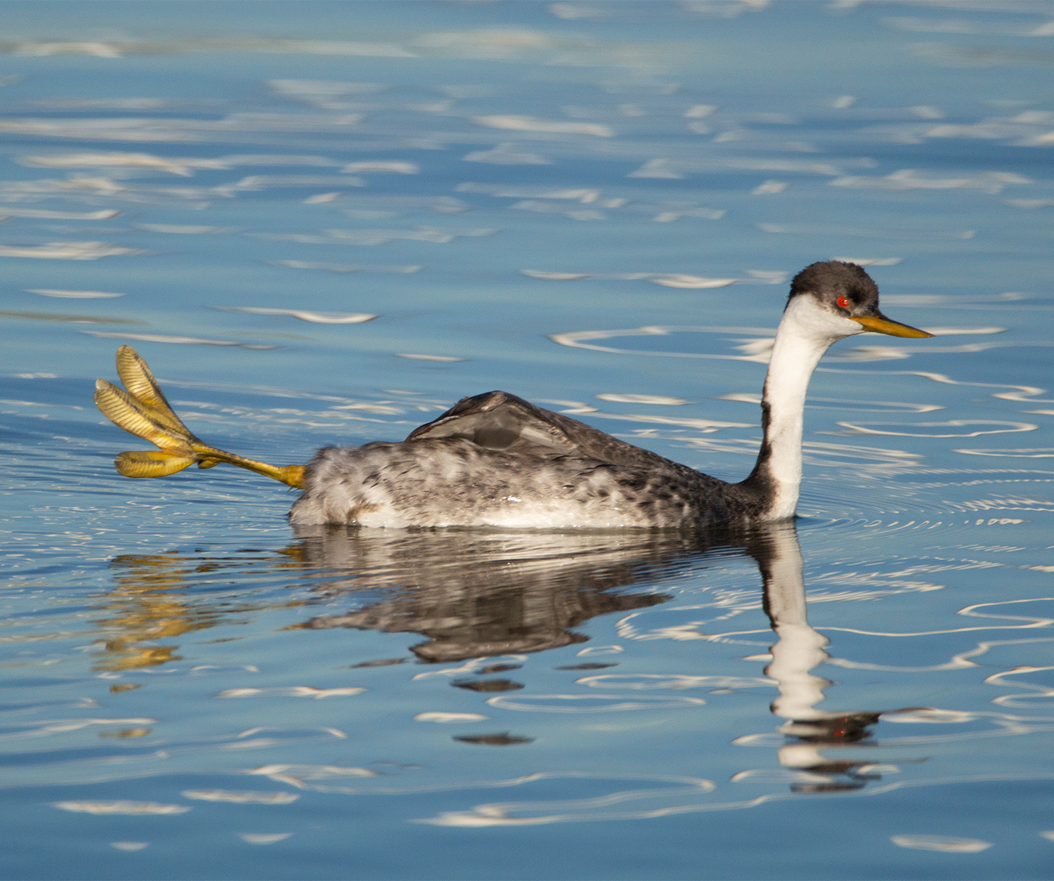 Western Grebe in the process of "Foot Shipping"