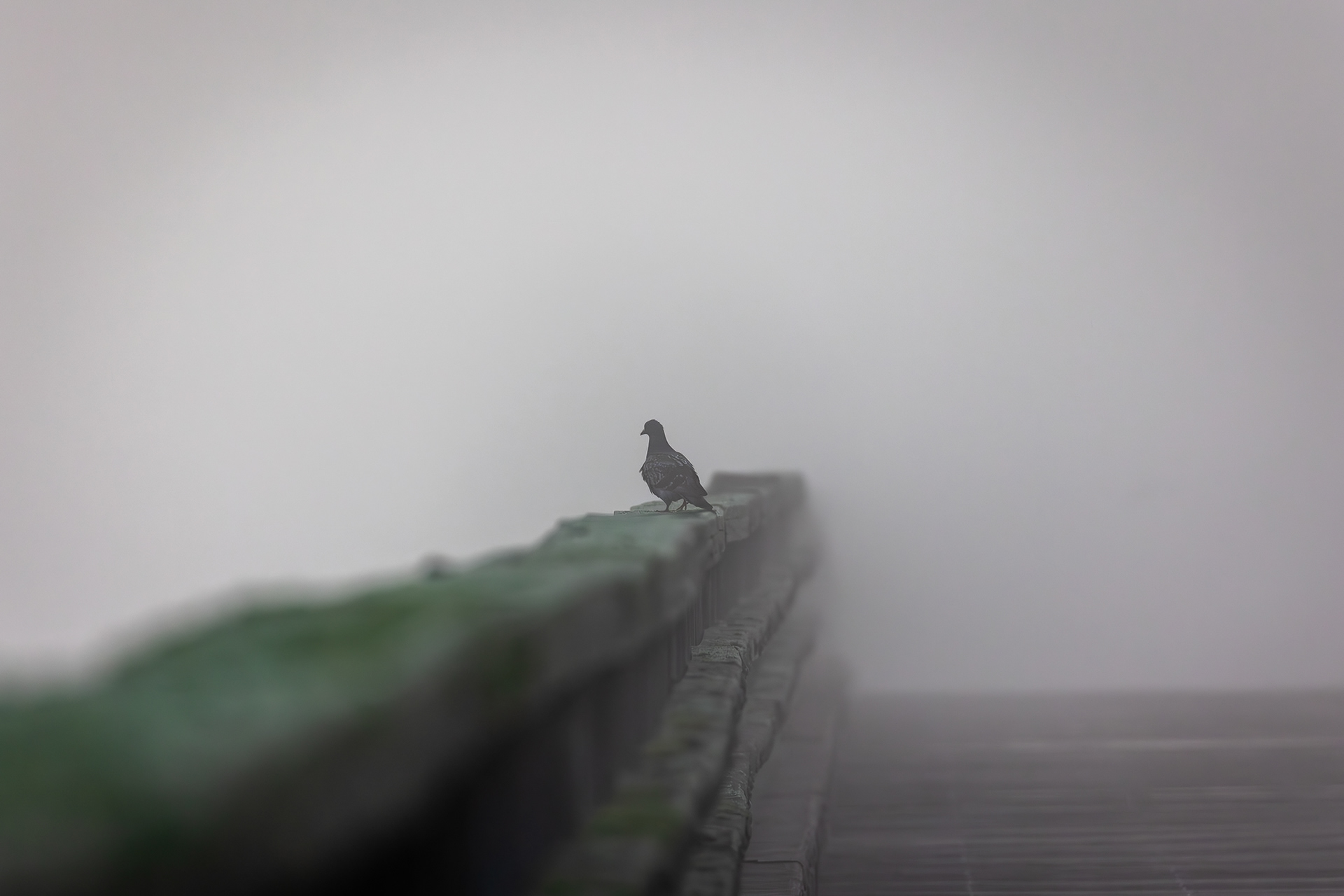 Pigeon in the fog