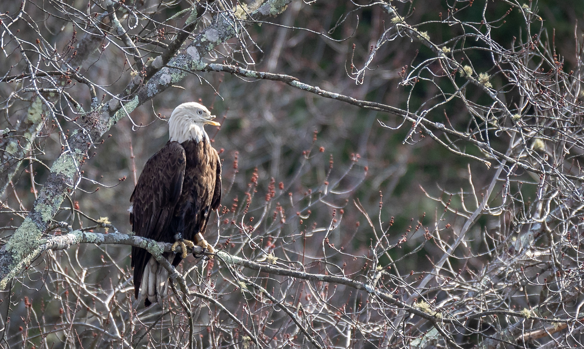 Bald Eagle with a broken beak