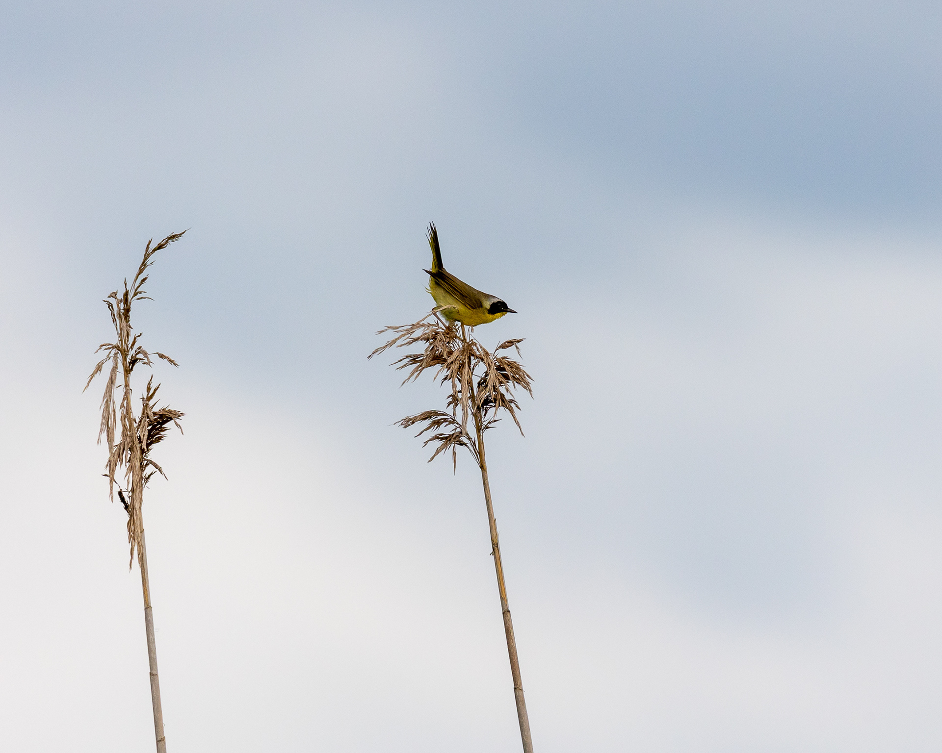Common Yellowthroat