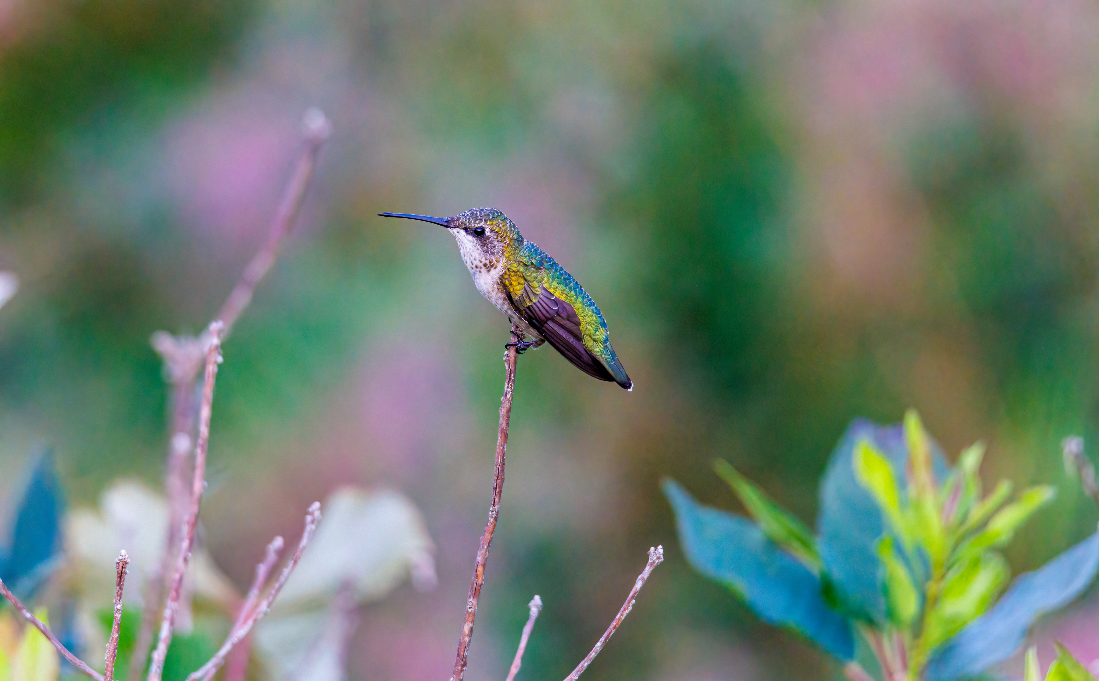 Hummingbird perched