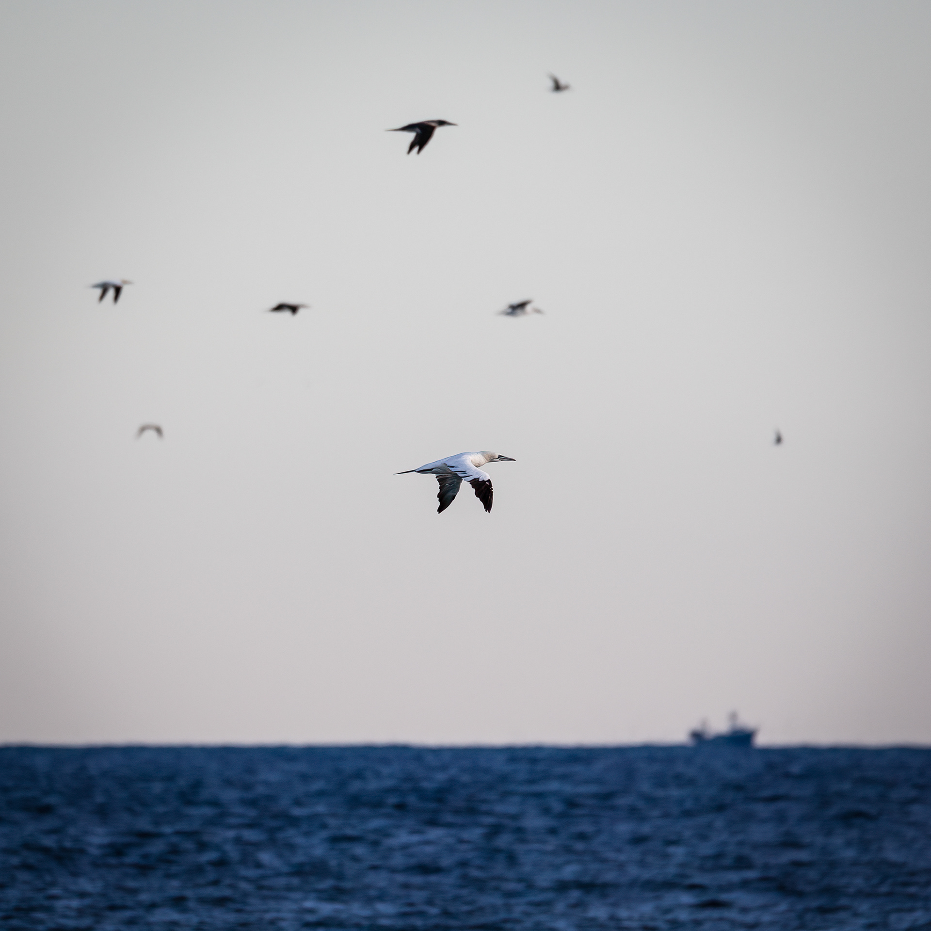 Gannets heading out to sea