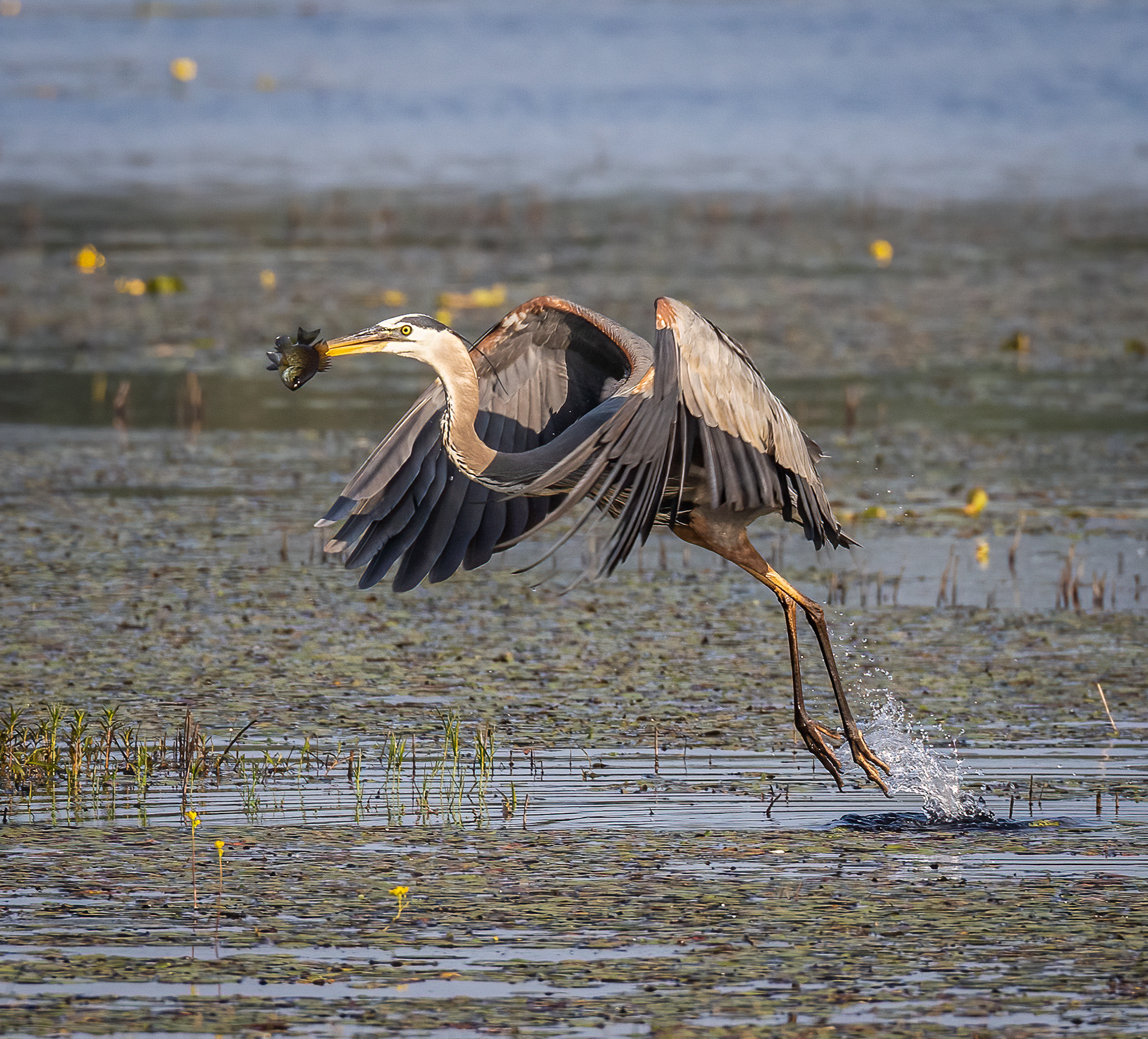Great Blue Heron with breakfast