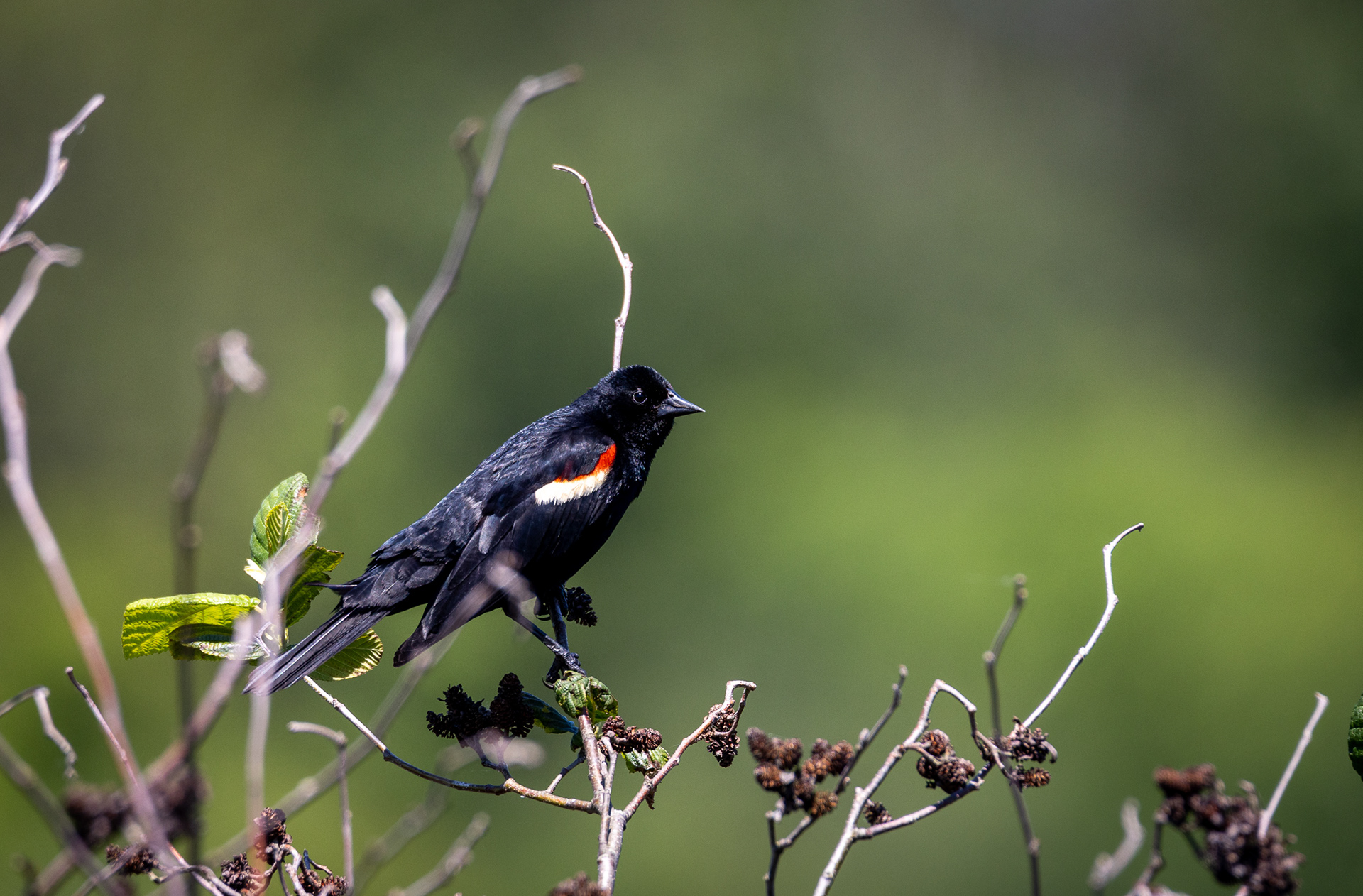 Red Winged Blackbird