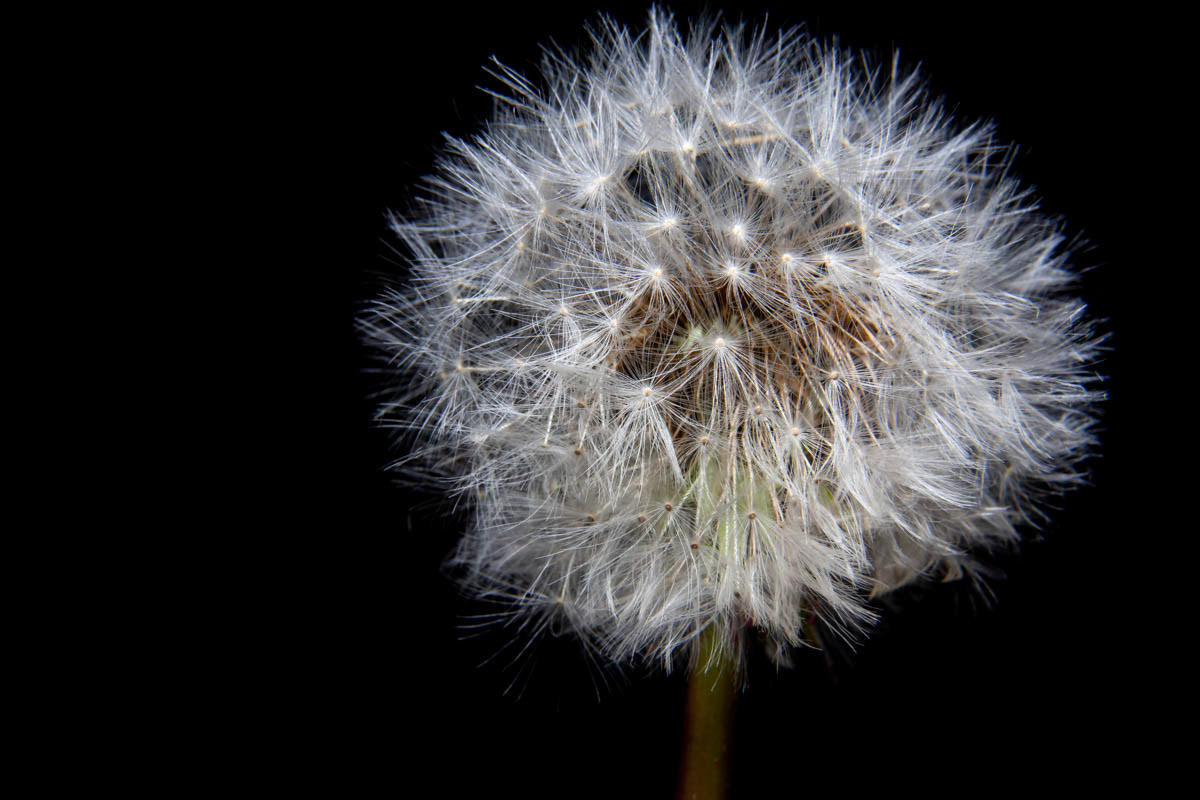 more dandelions