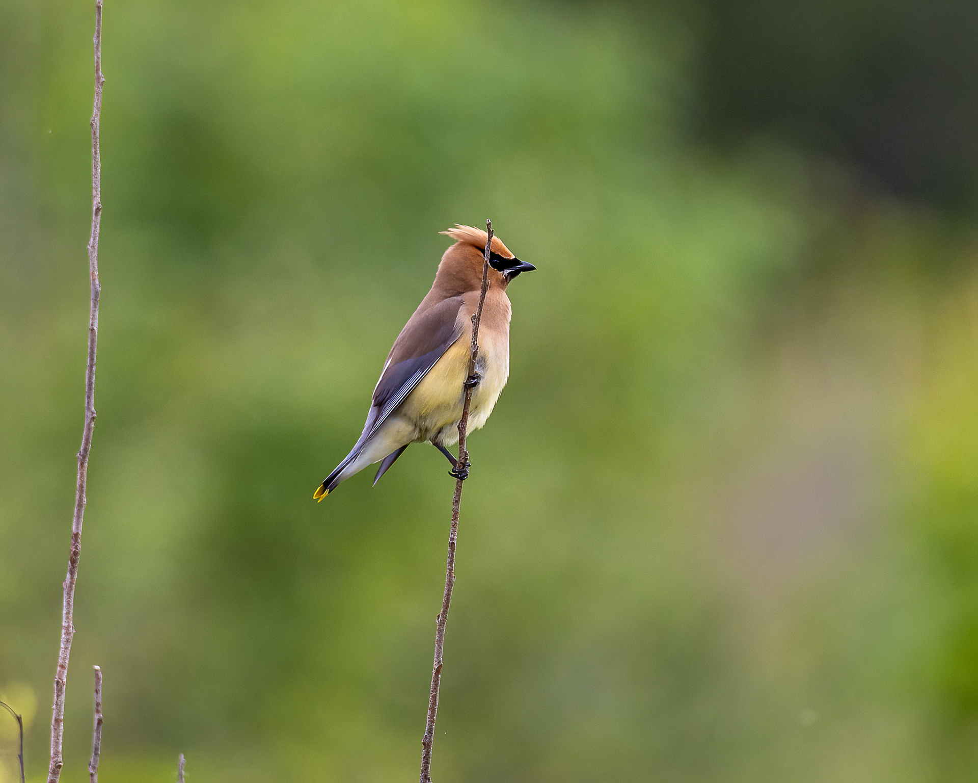 Cedar Waxwing