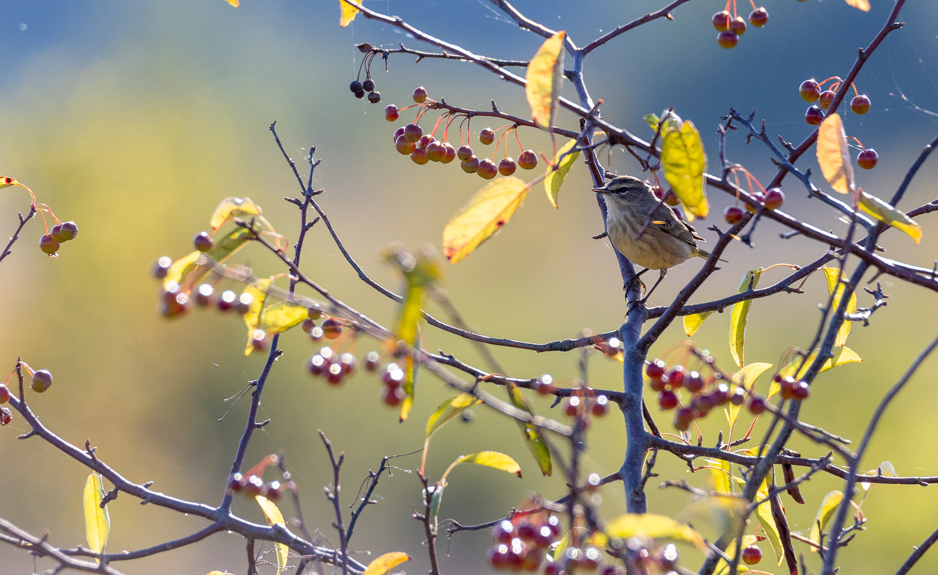 Palm Warbler