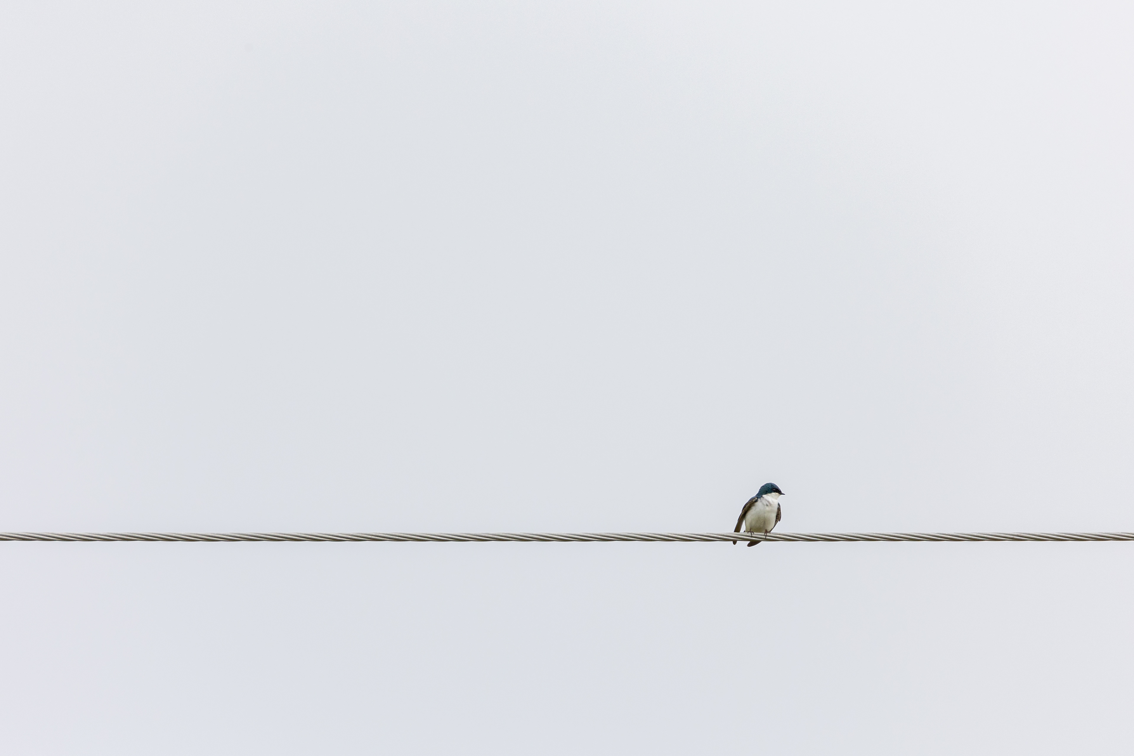 Bird on a wire