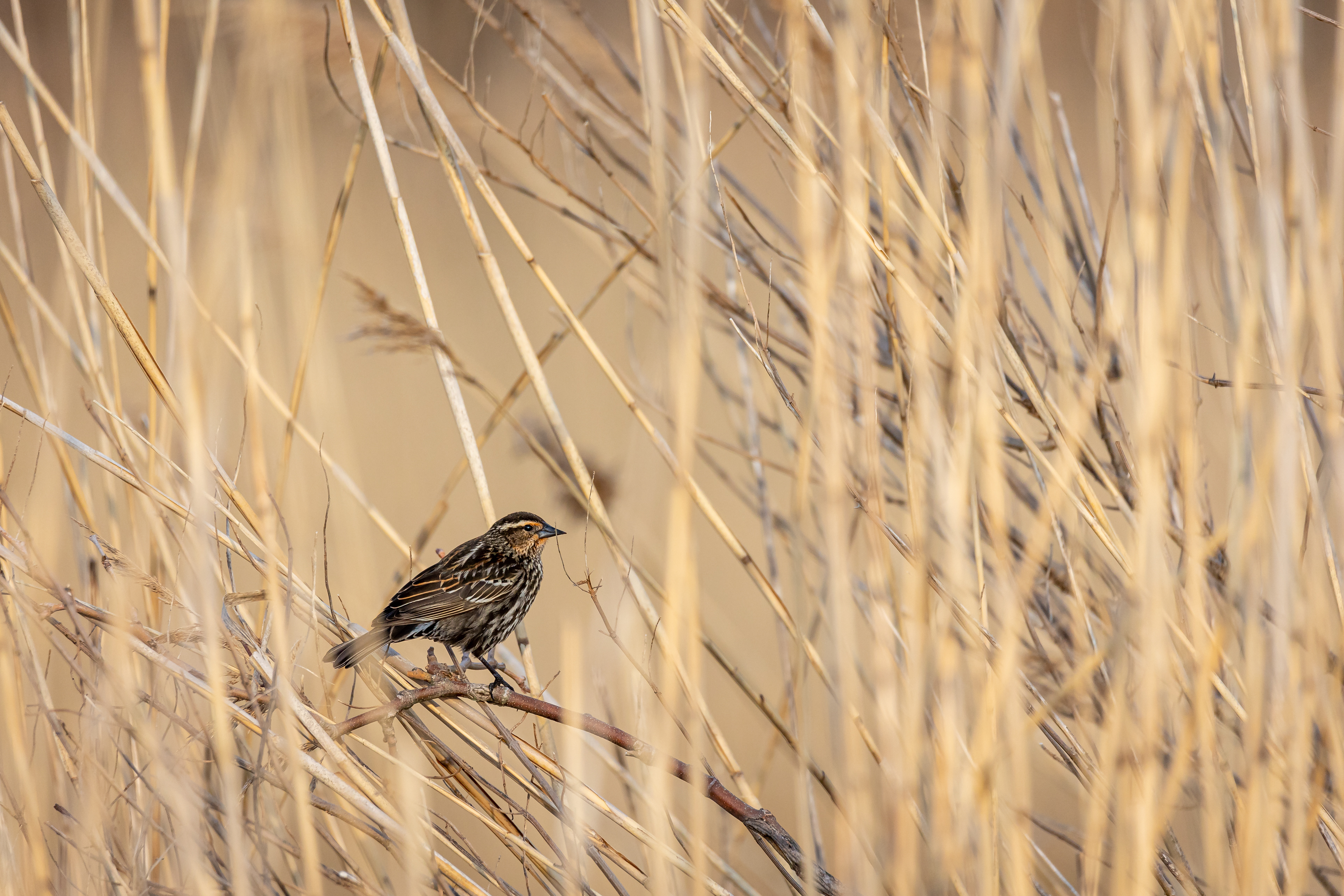 Red winged Black bird( female)