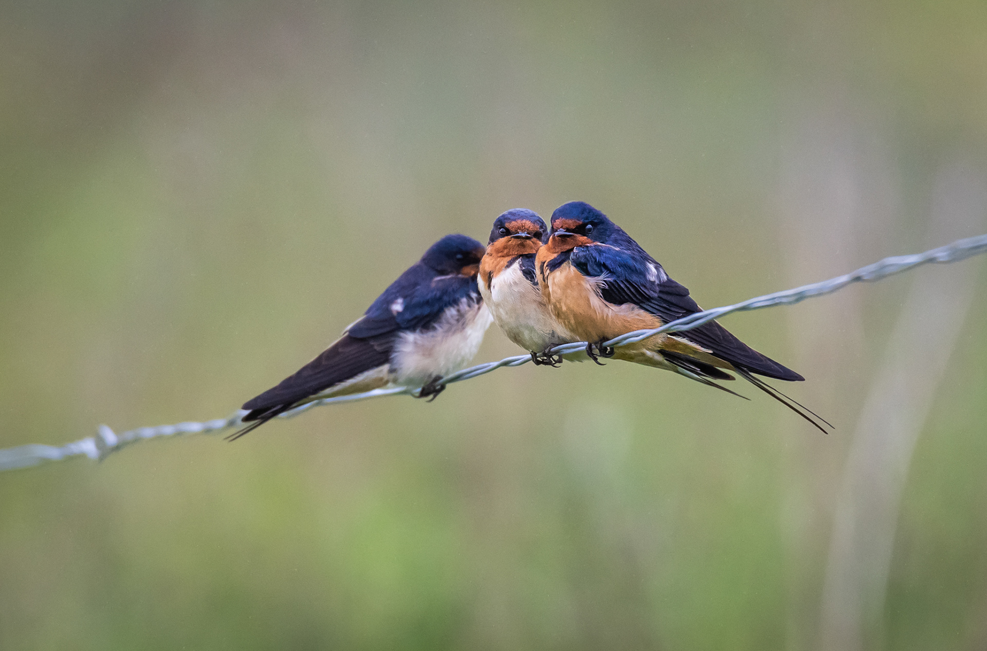 Barn Swallows