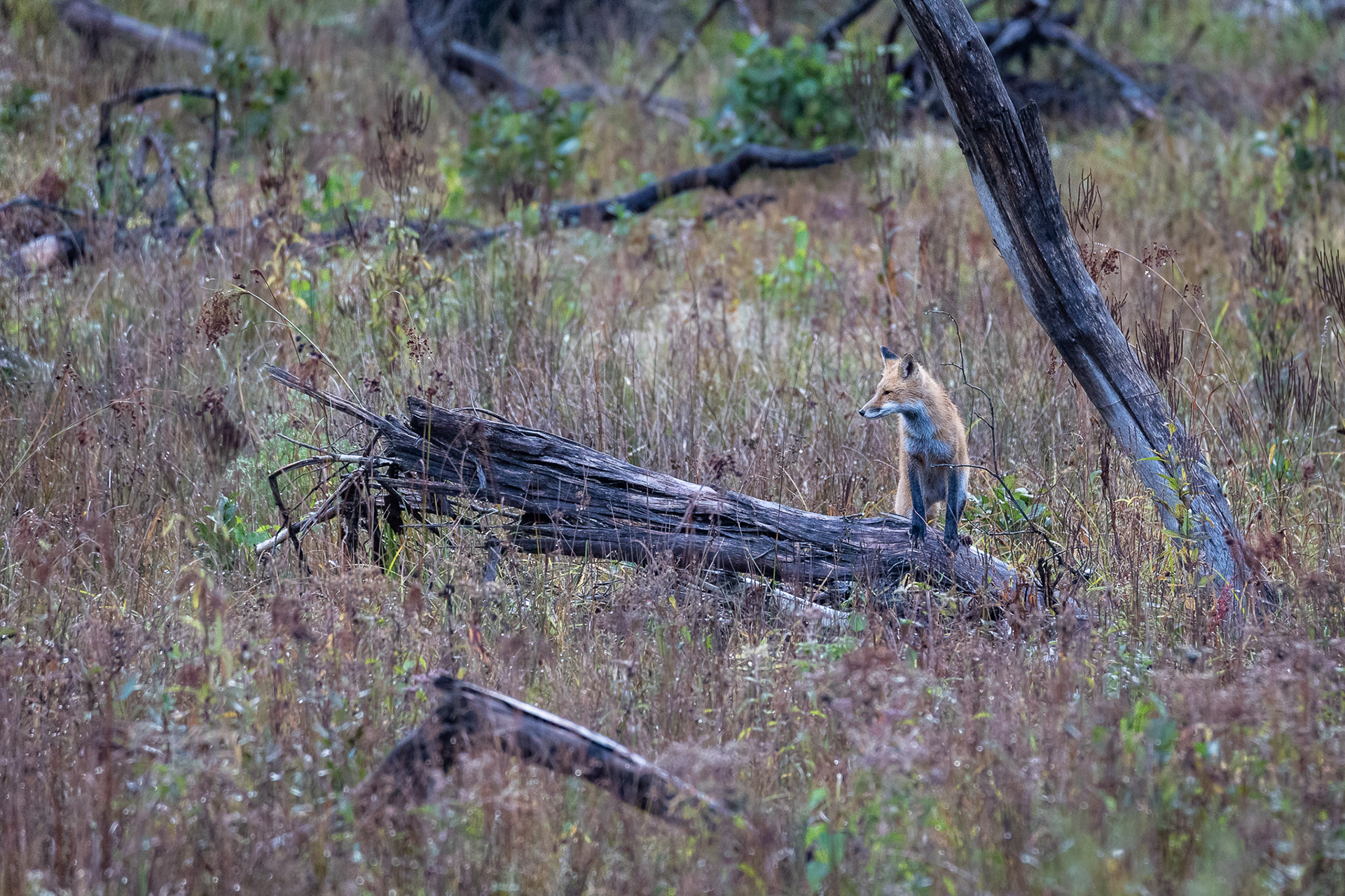 Fox in the rain