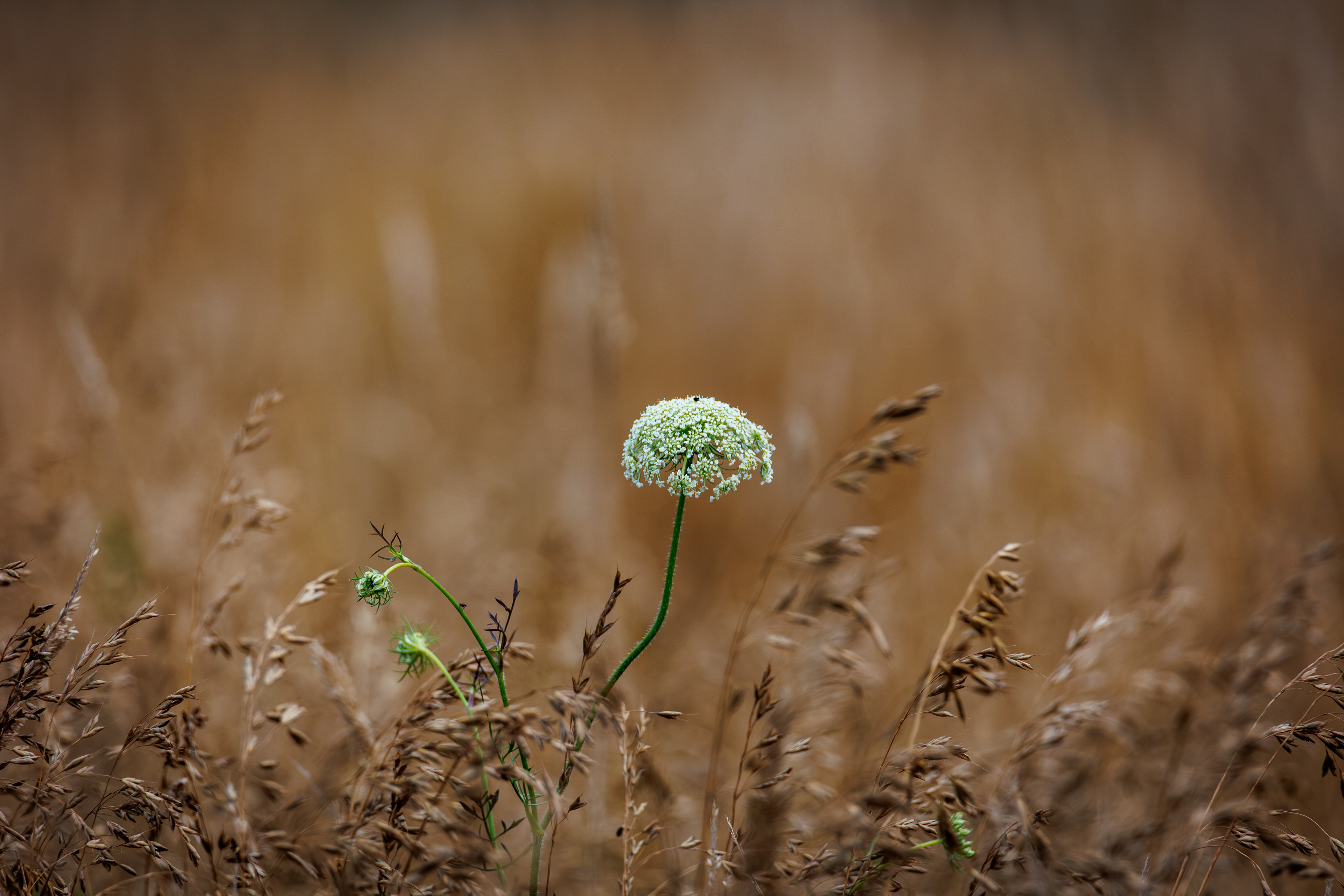 Queen Anne's Lace