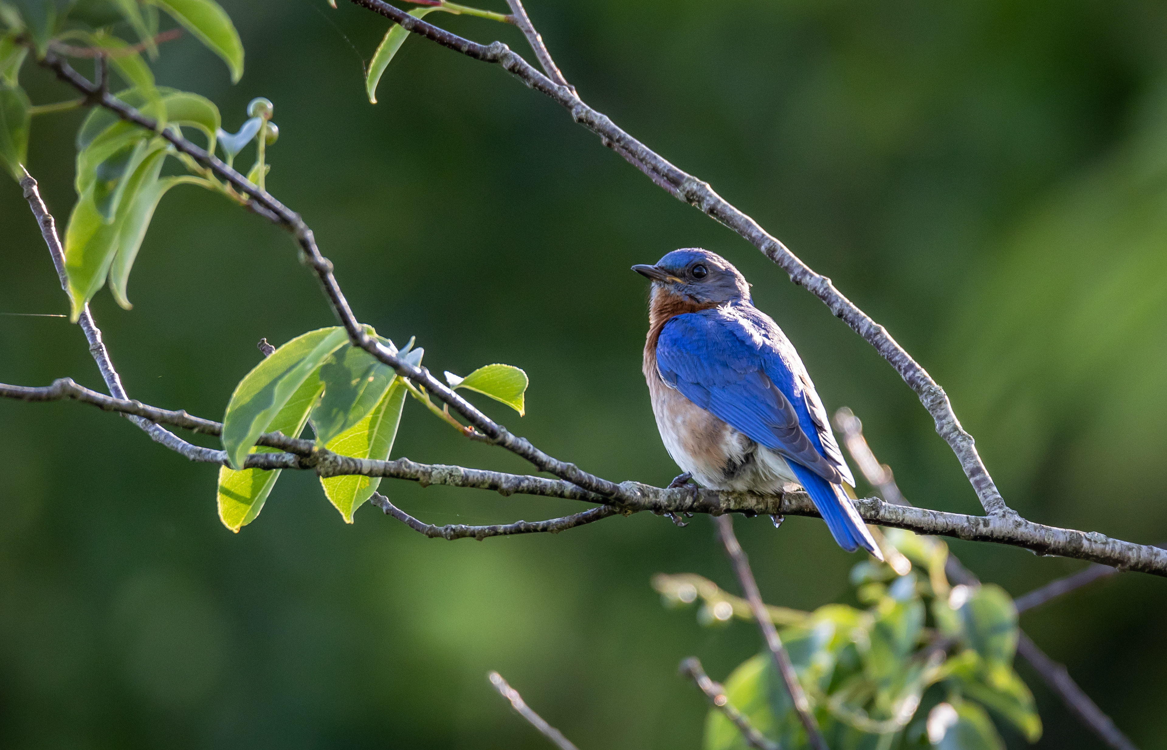 Eastern Bluebird