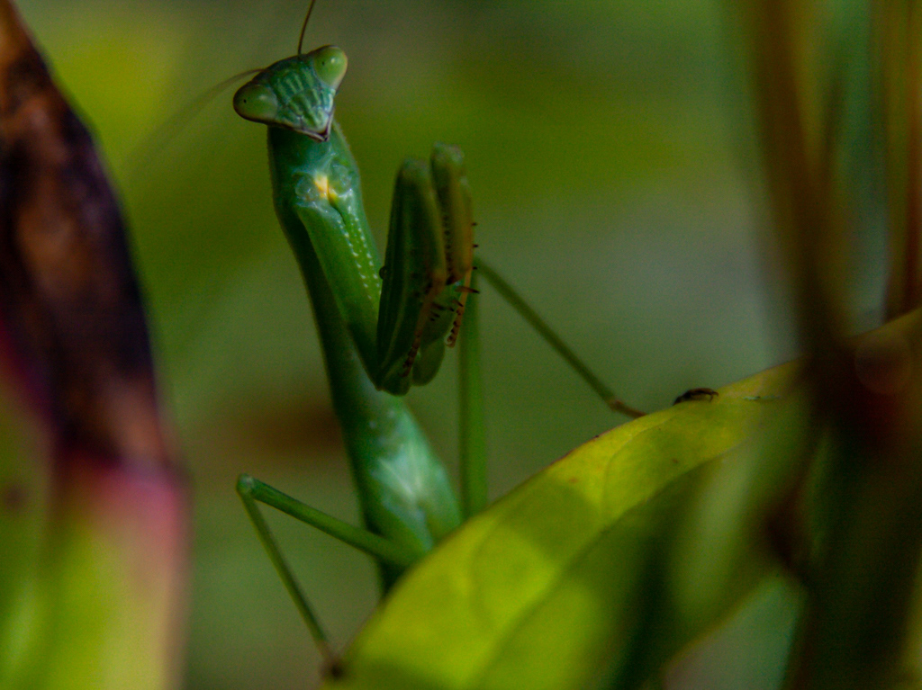 Mantis in the Bush