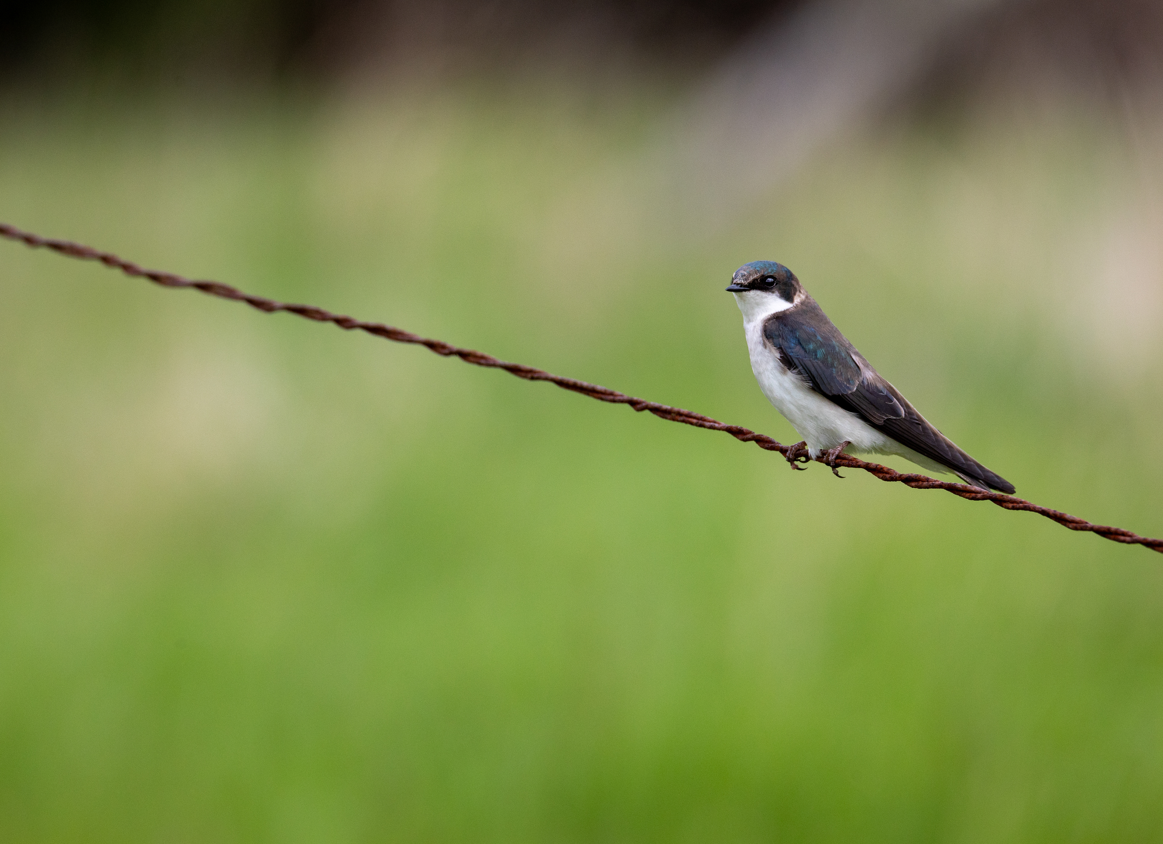 Tree Swallow
