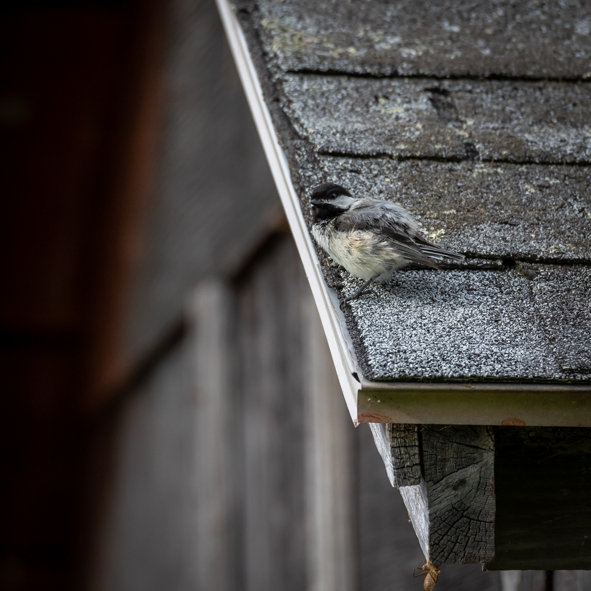 Black capped Chickadee