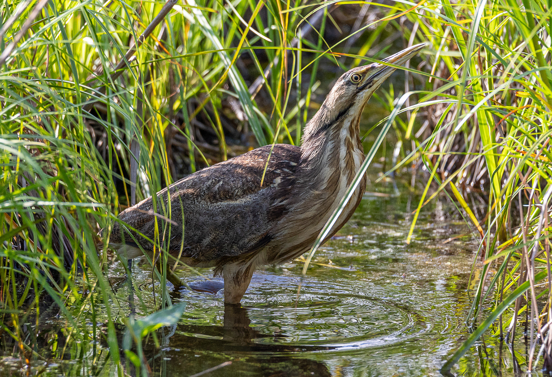 American Bittern