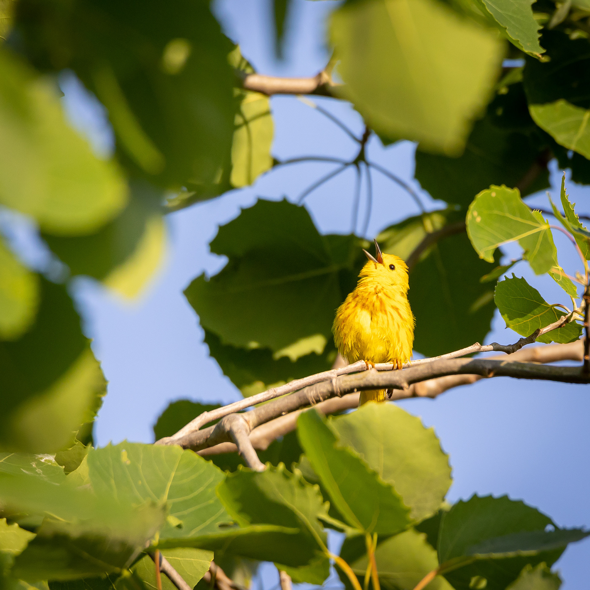 Yellow Warbler