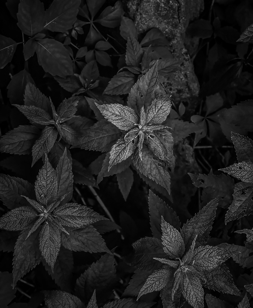 Plants
