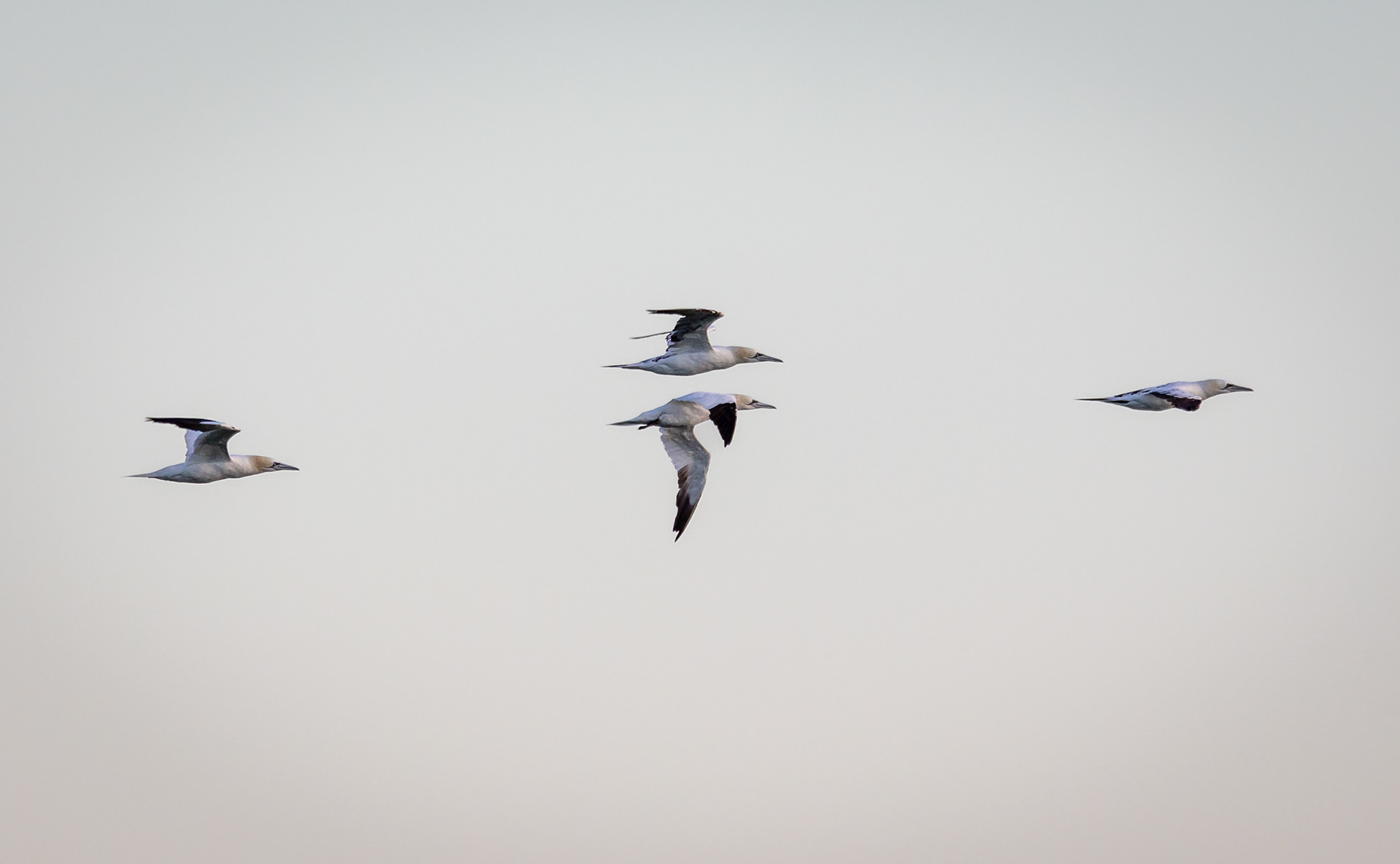 Gannets in flight