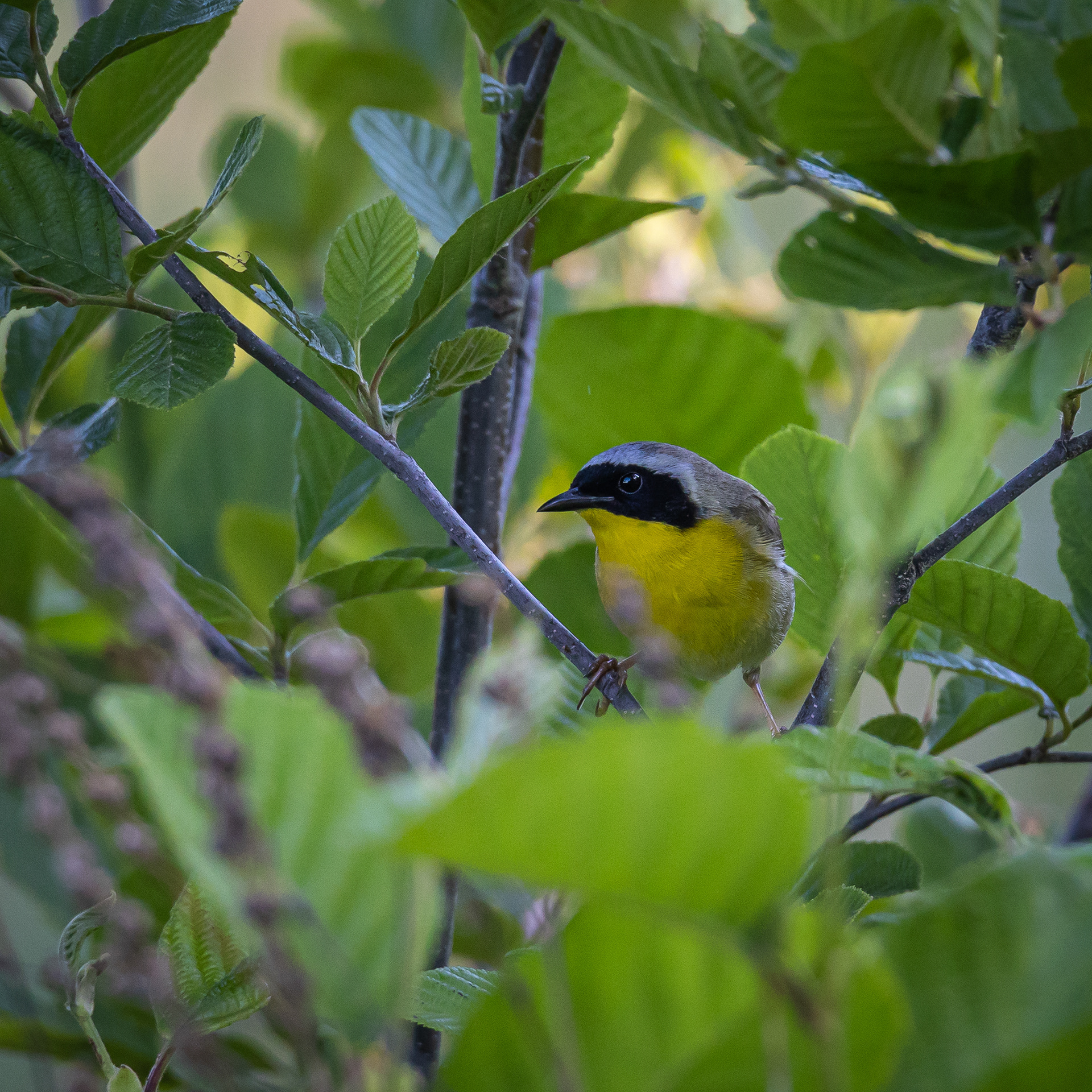 Common Yellowthroat