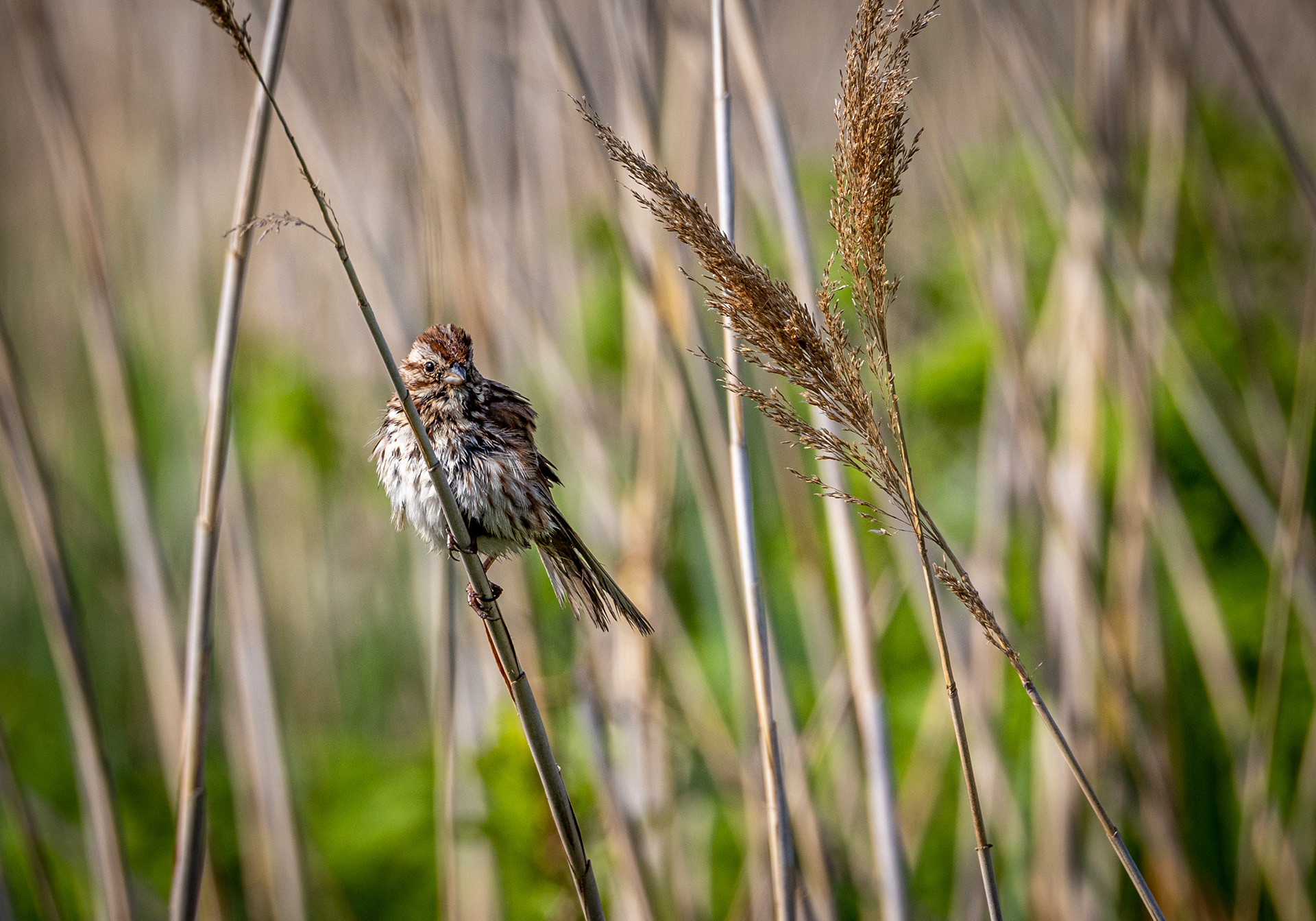 Song sparrow