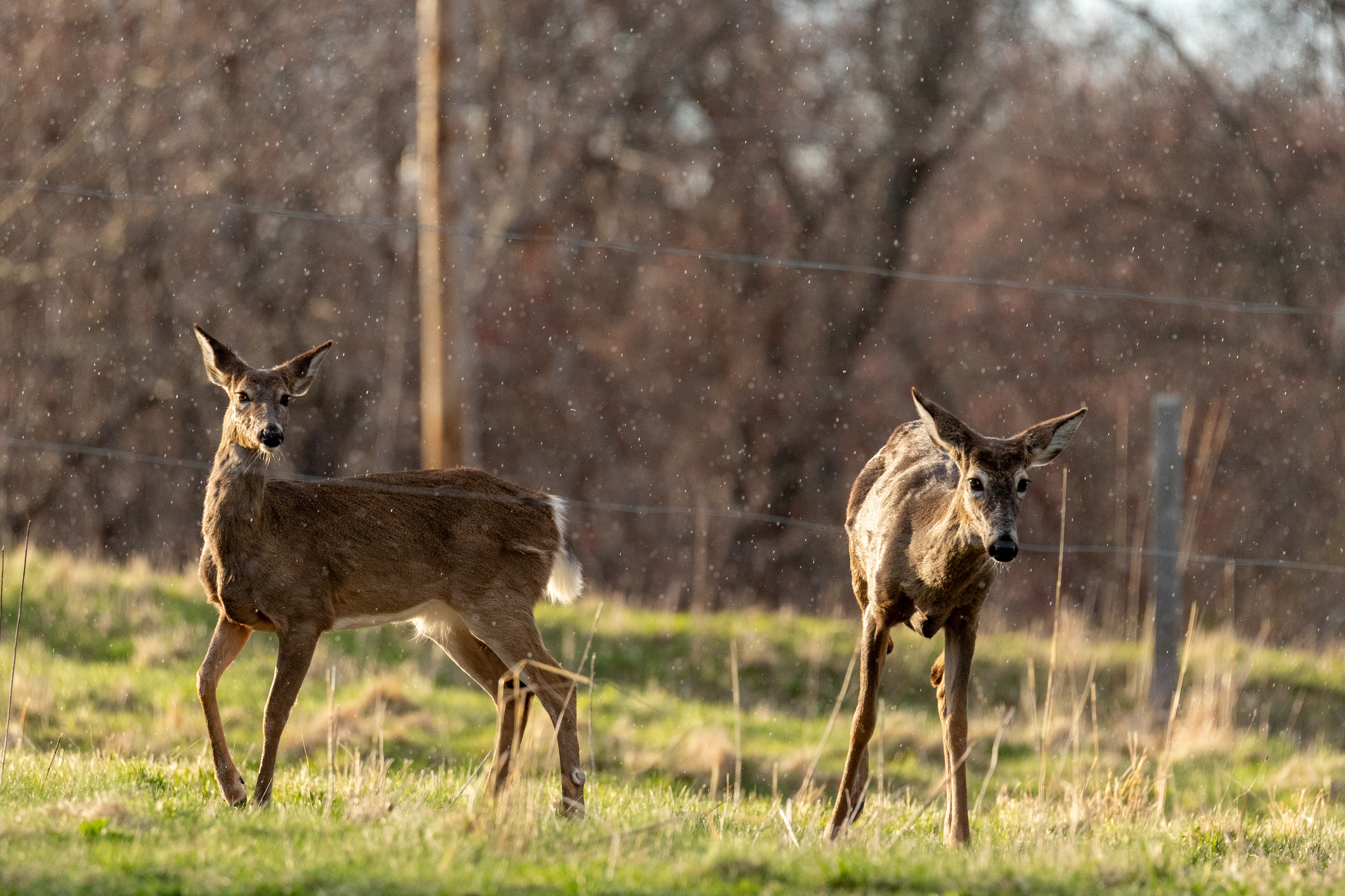 Deer caught in a sun shower