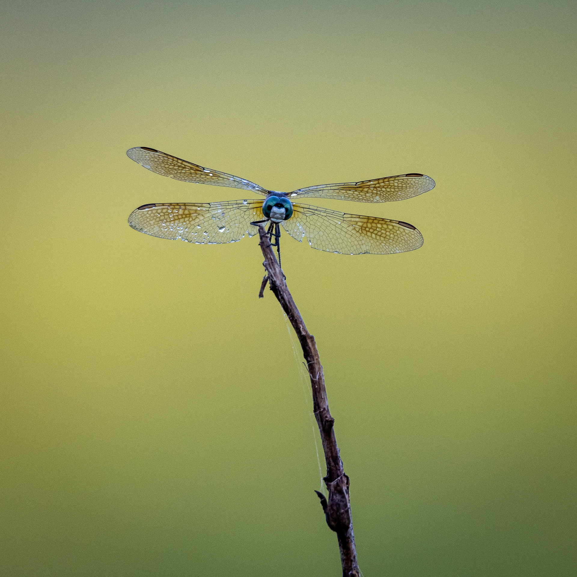 Blue Dasher