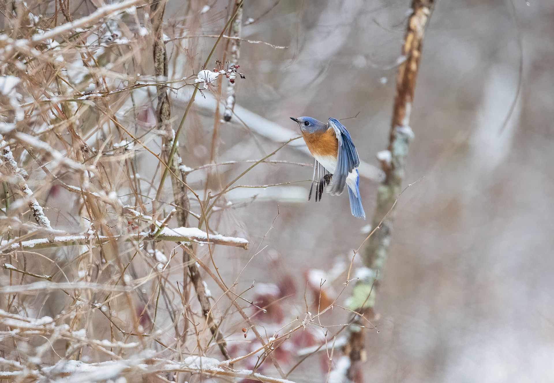 Bluebird in the snow