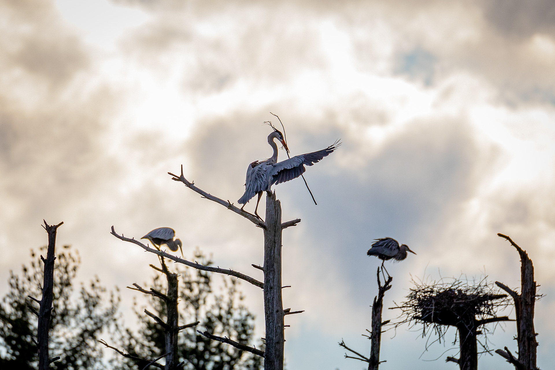 Conductor of the Blue heron cacophony