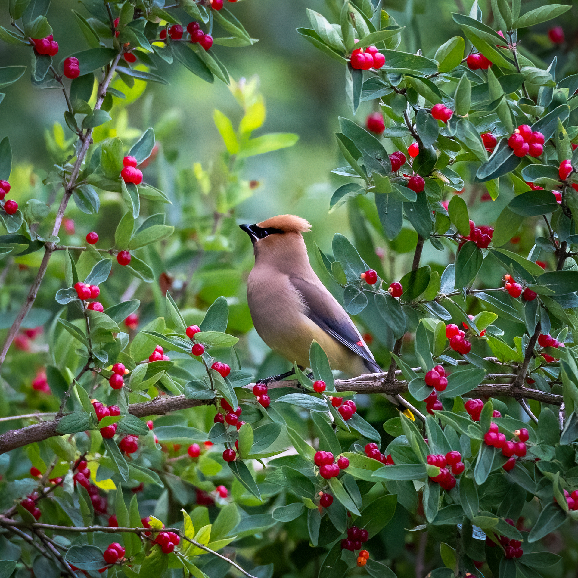 Cedar Waxwing