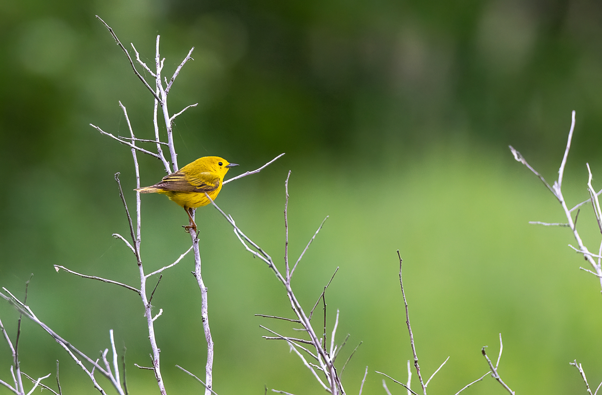 Yellow Warbler