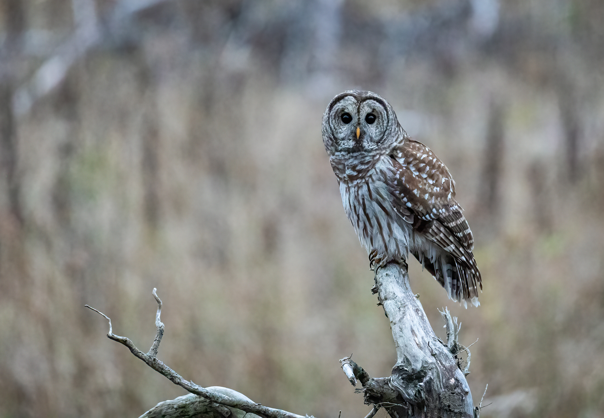 Barred Owl