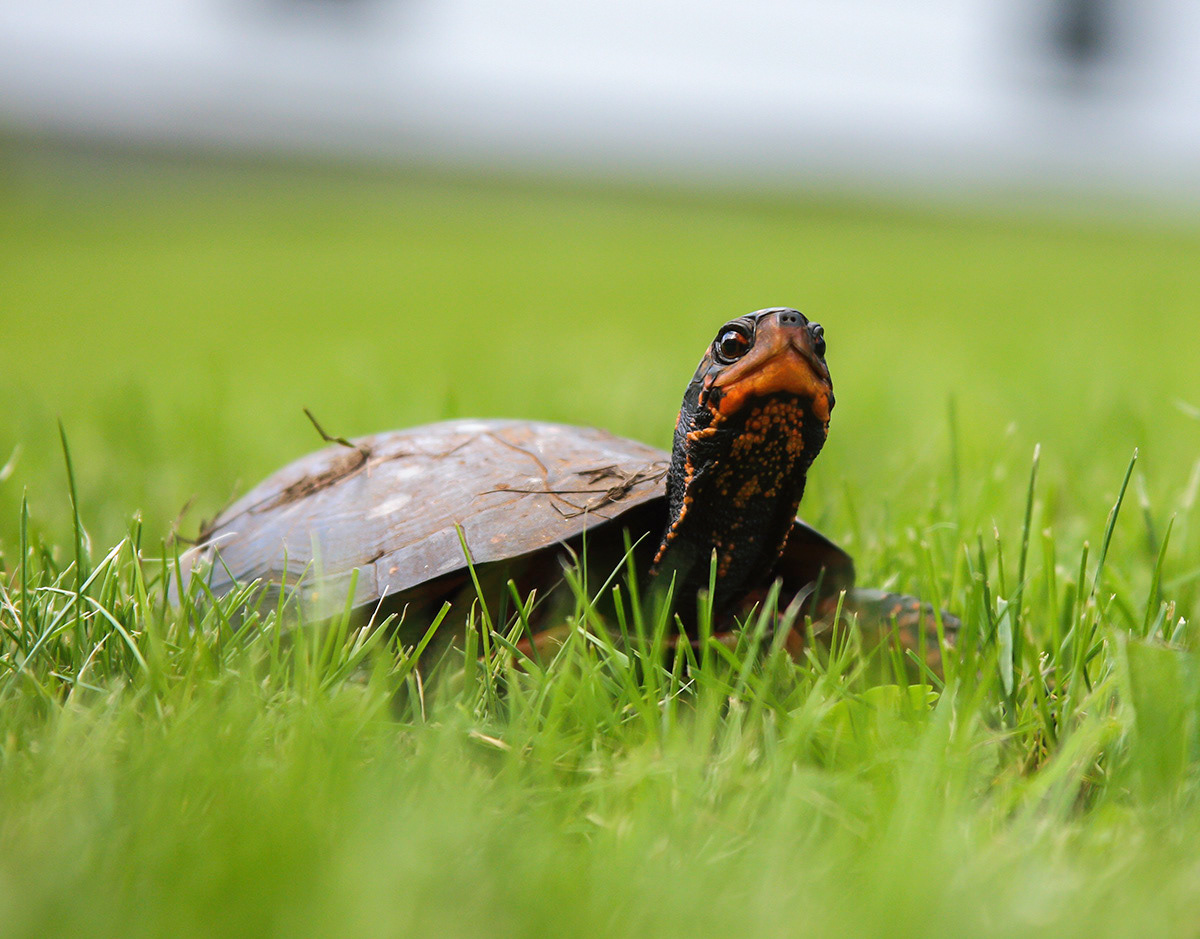 Turtle in my yard