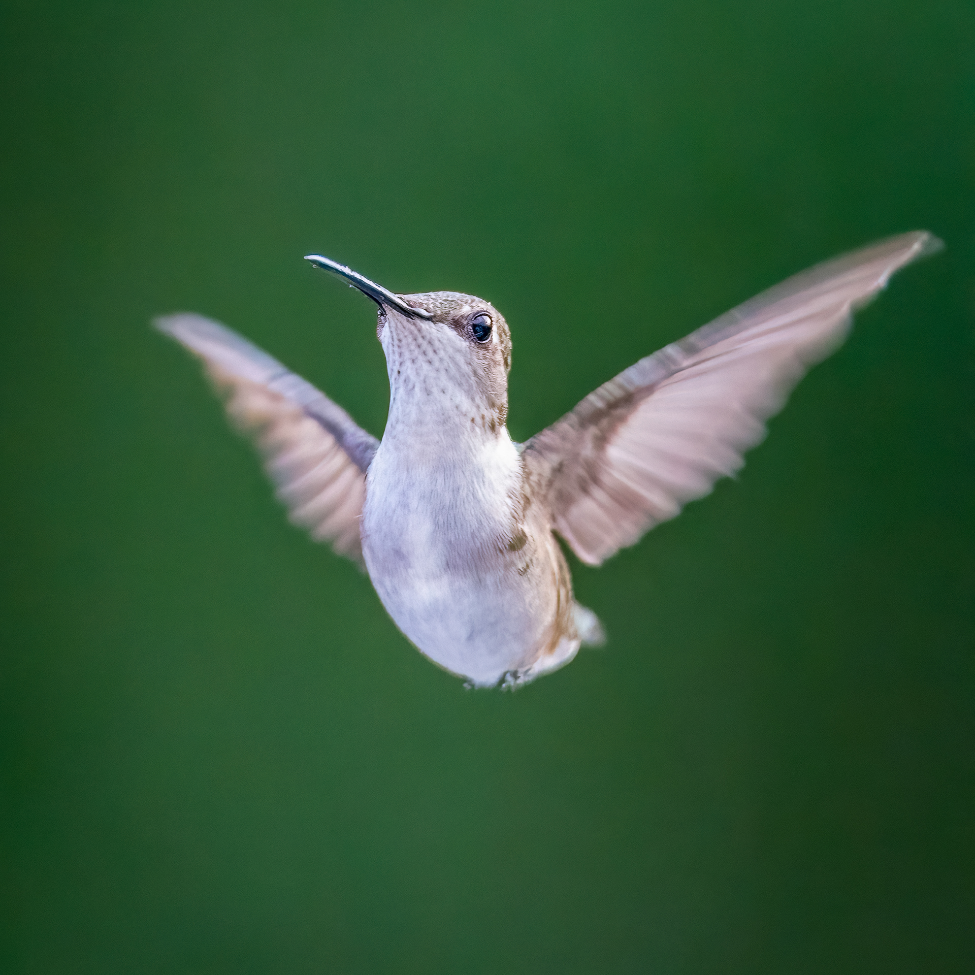 Ruby-throated Hummingbird (f)