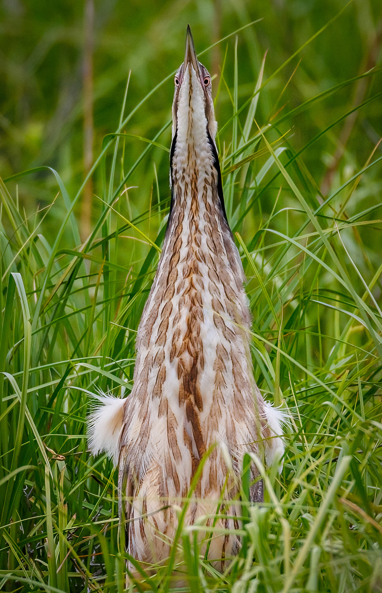 American Bittern