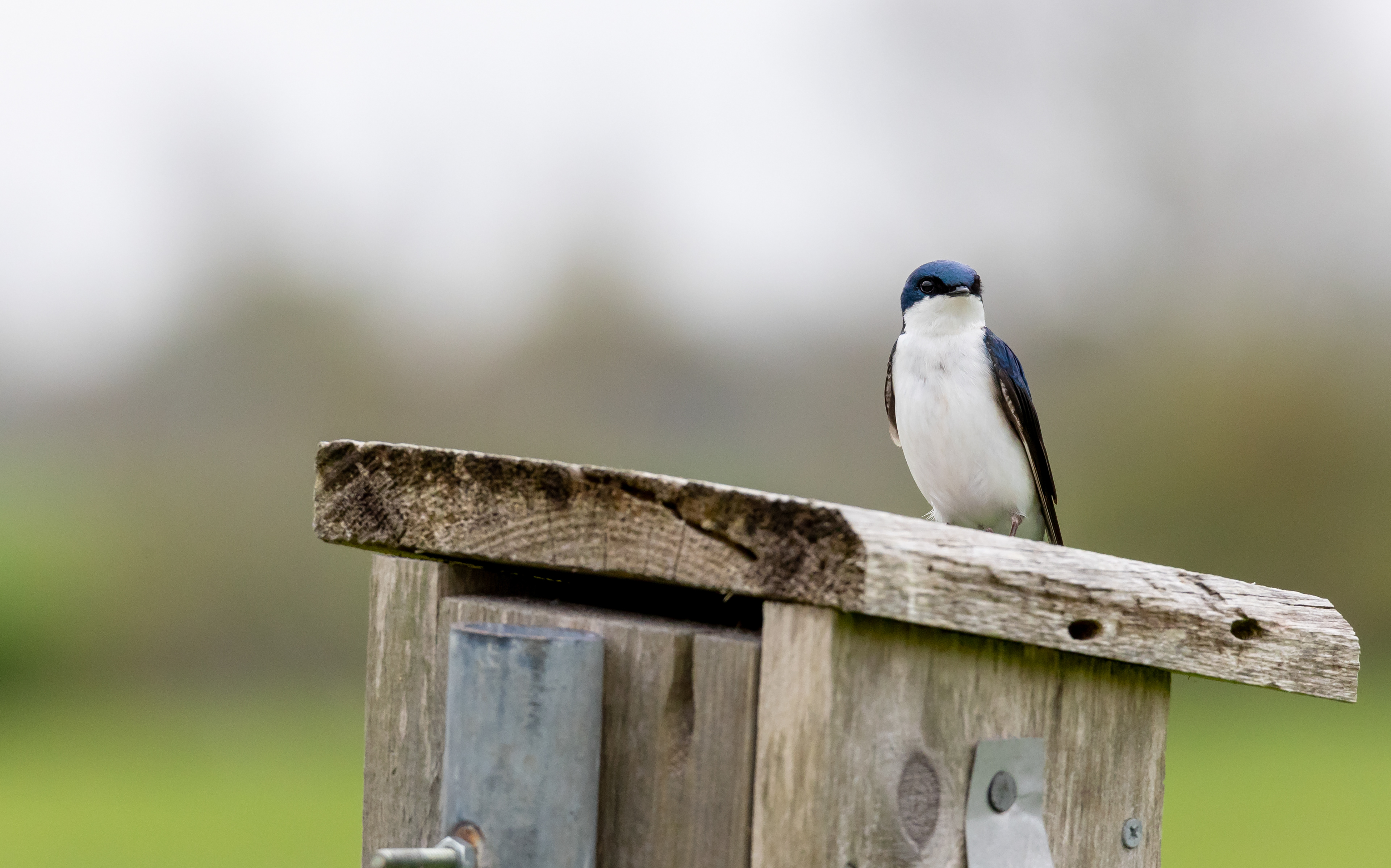 Tree Swallow
