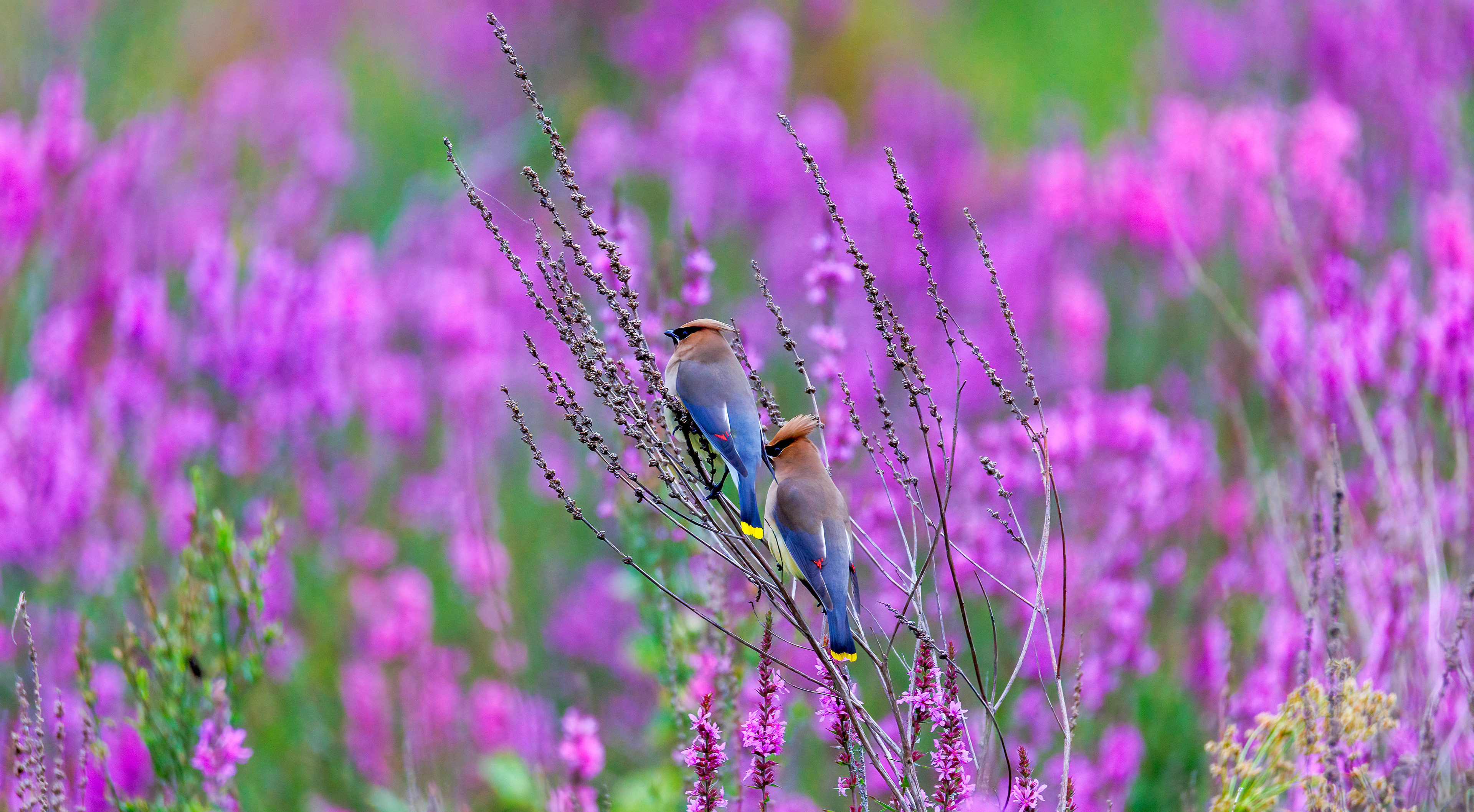 Cedar Waxwing in Purple Loosestrife